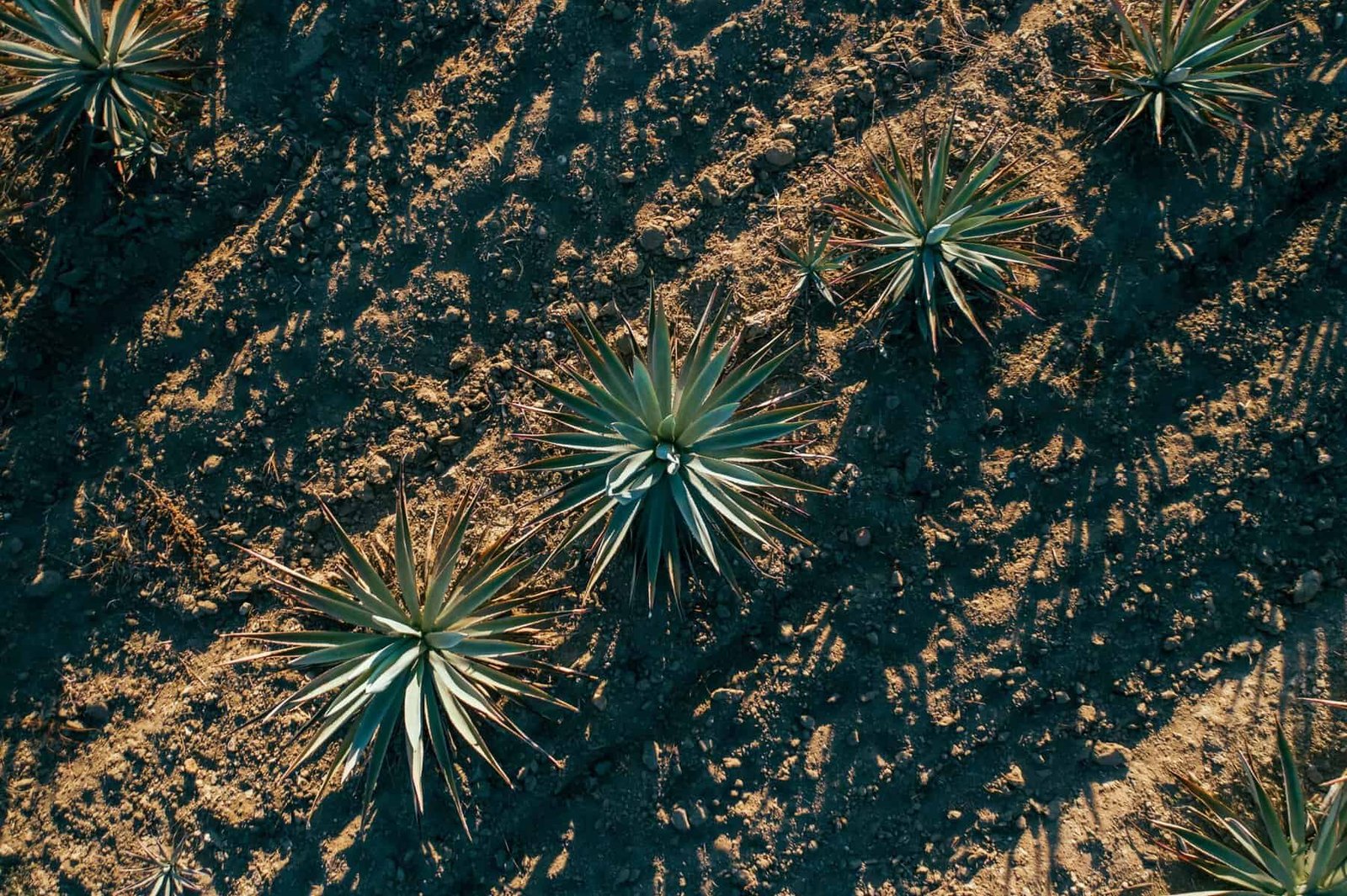 How Does Nopal Cactus Help In Weight Loss? How Does Nopal Cactus Help In Weight Loss?