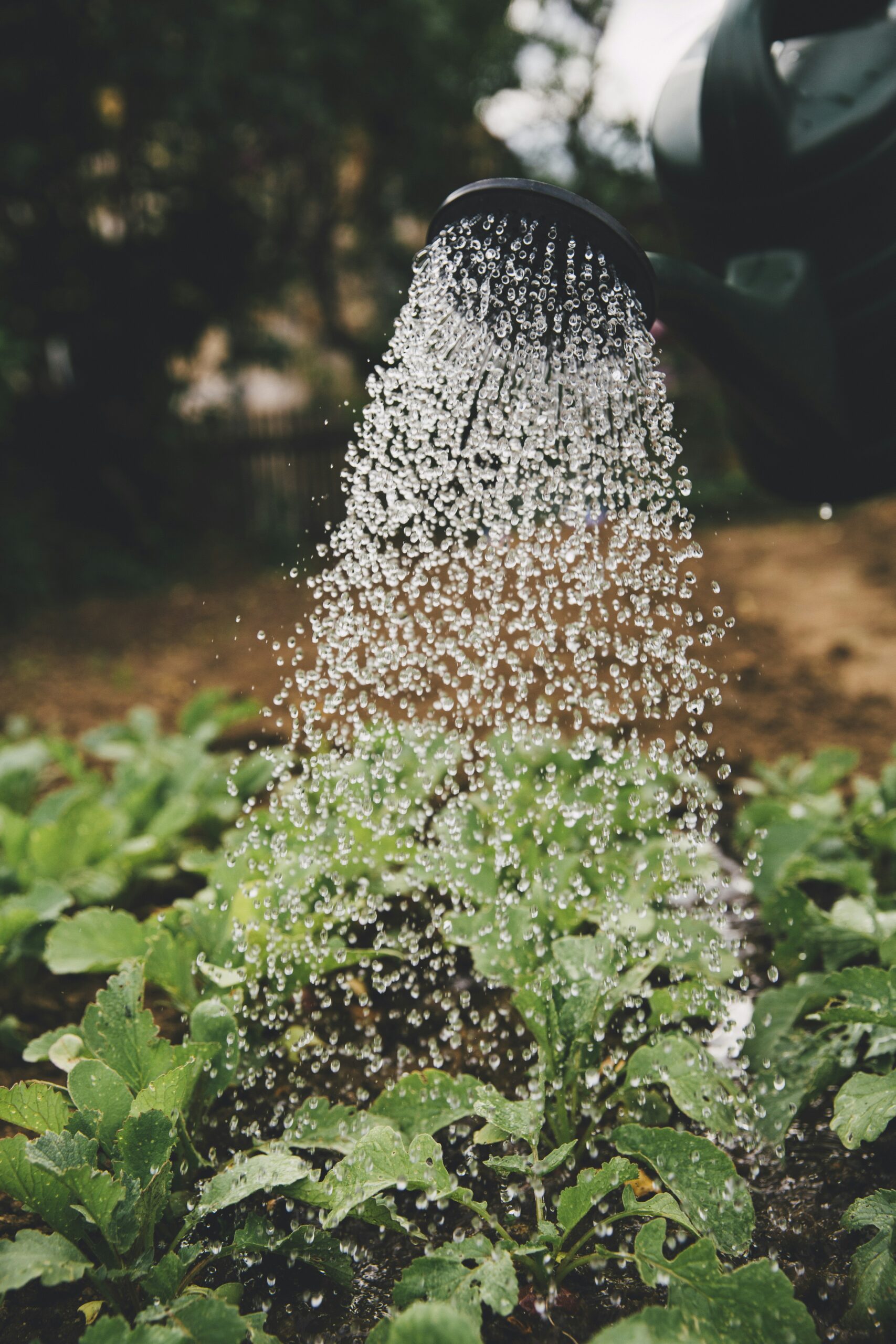 How To Grow Nopal Cactus In Nutrient-poor Soil?