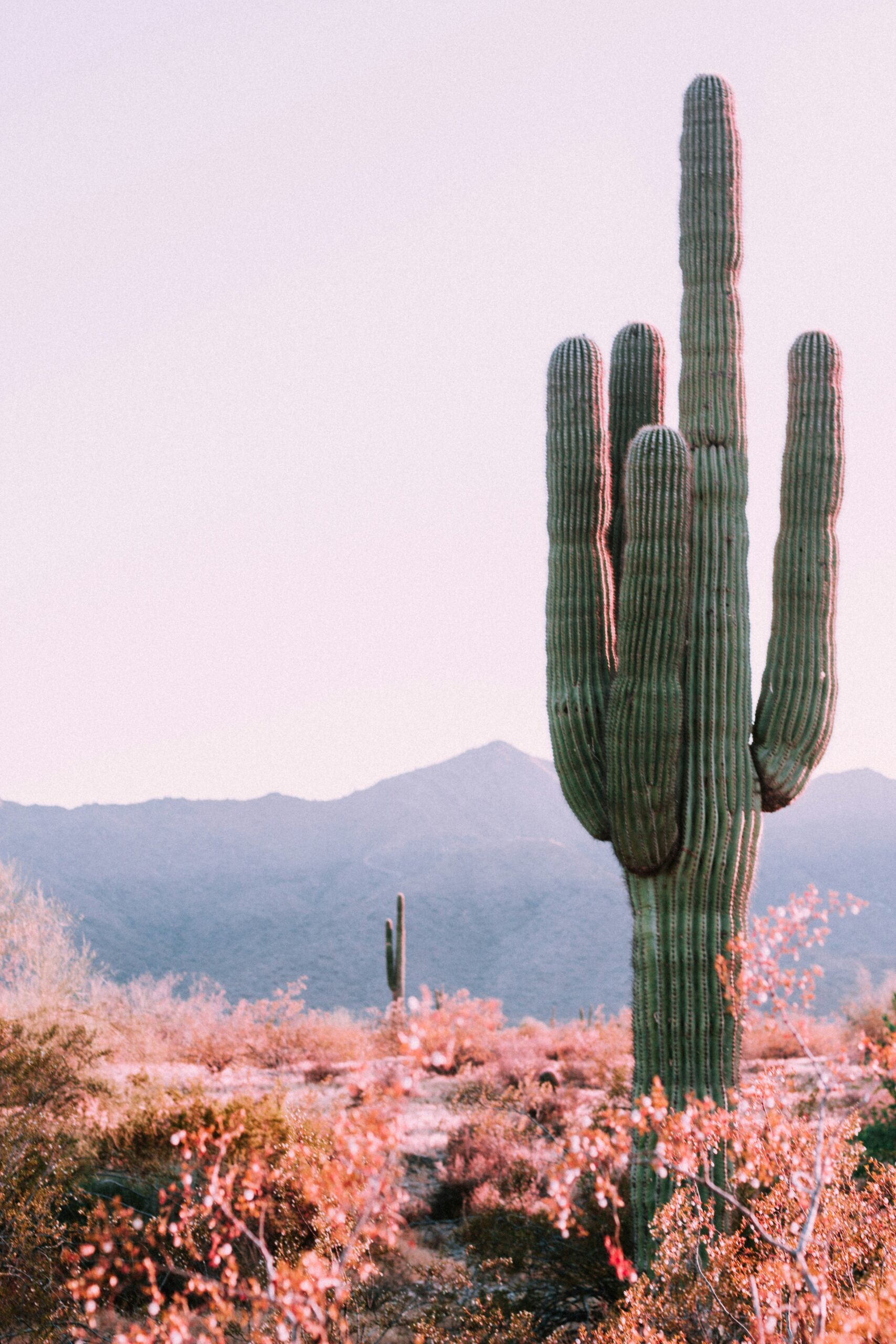 How To Grow Nopal Cactus In Nutrient-poor Soil?