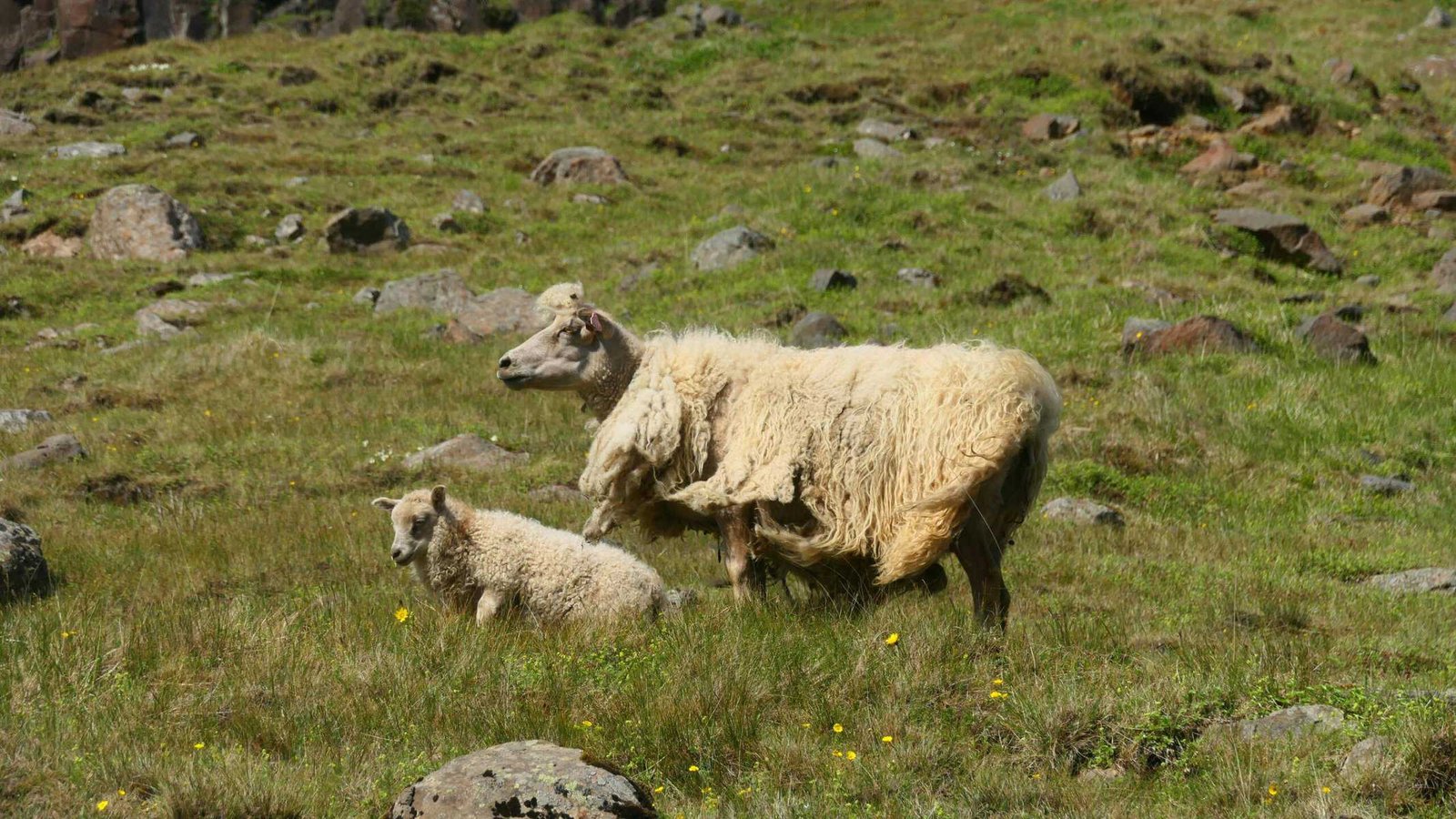 How To Improve Fruit Yield In Nopal Cactus?