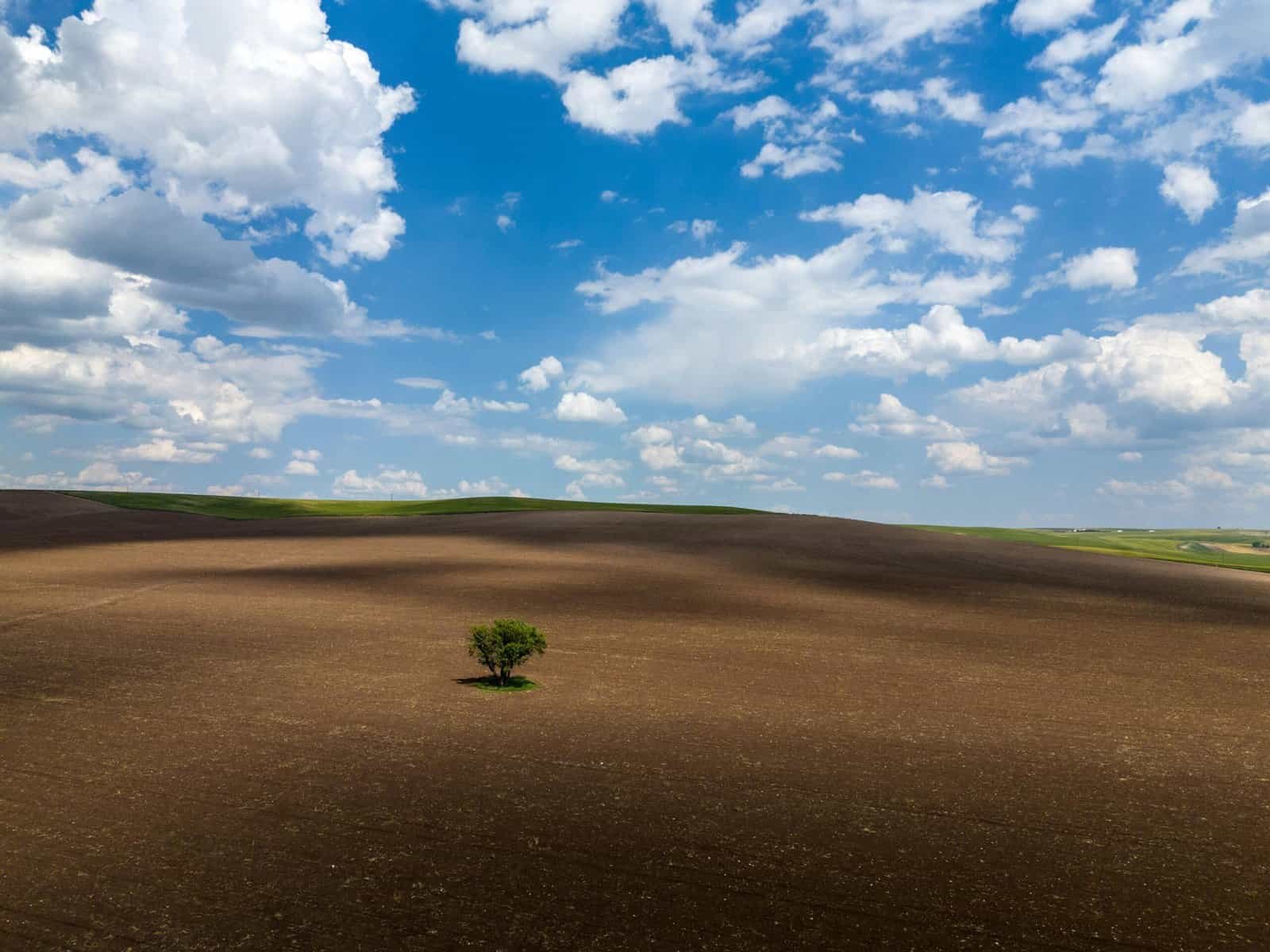 How To Improve Fruit Yield In Nopal Cactus?