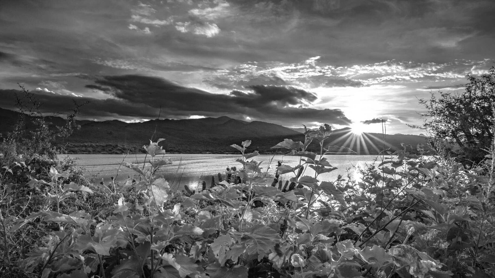 How To Incorporate Nopal Cactus Into Your Daily Diet?