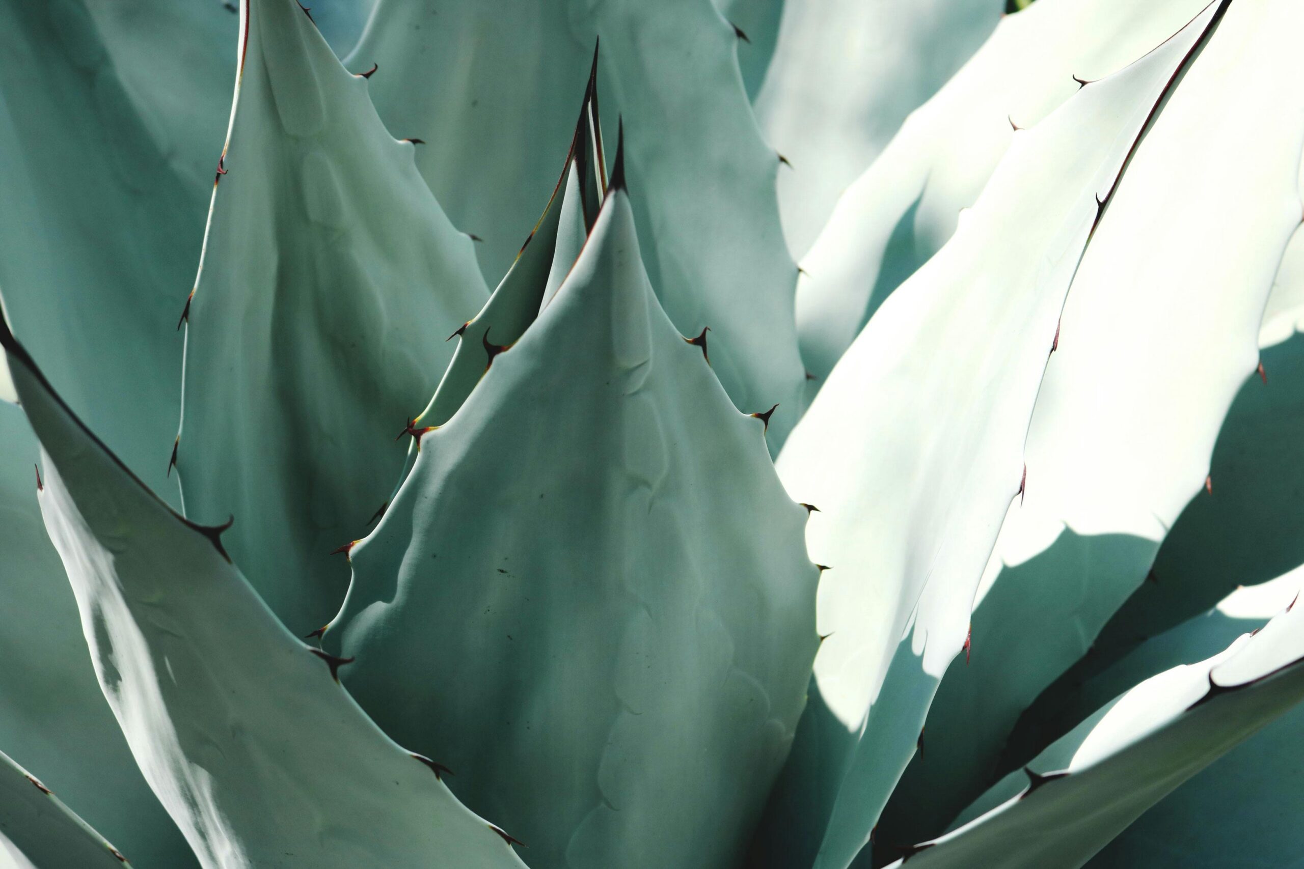 How To Manage Nopal Cactus In Flood-prone Areas?