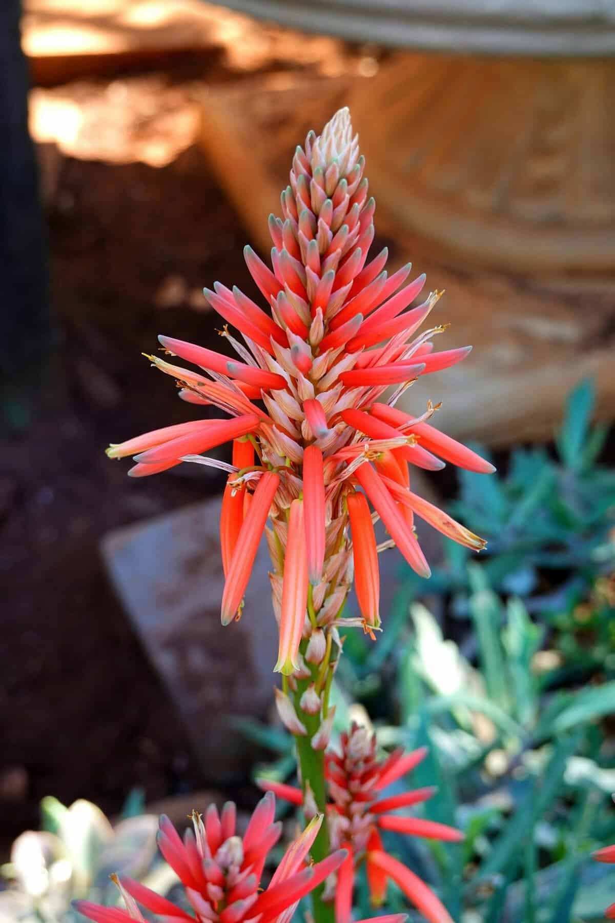 How To Manage Waterlogged Soil For Nopal Cactus?