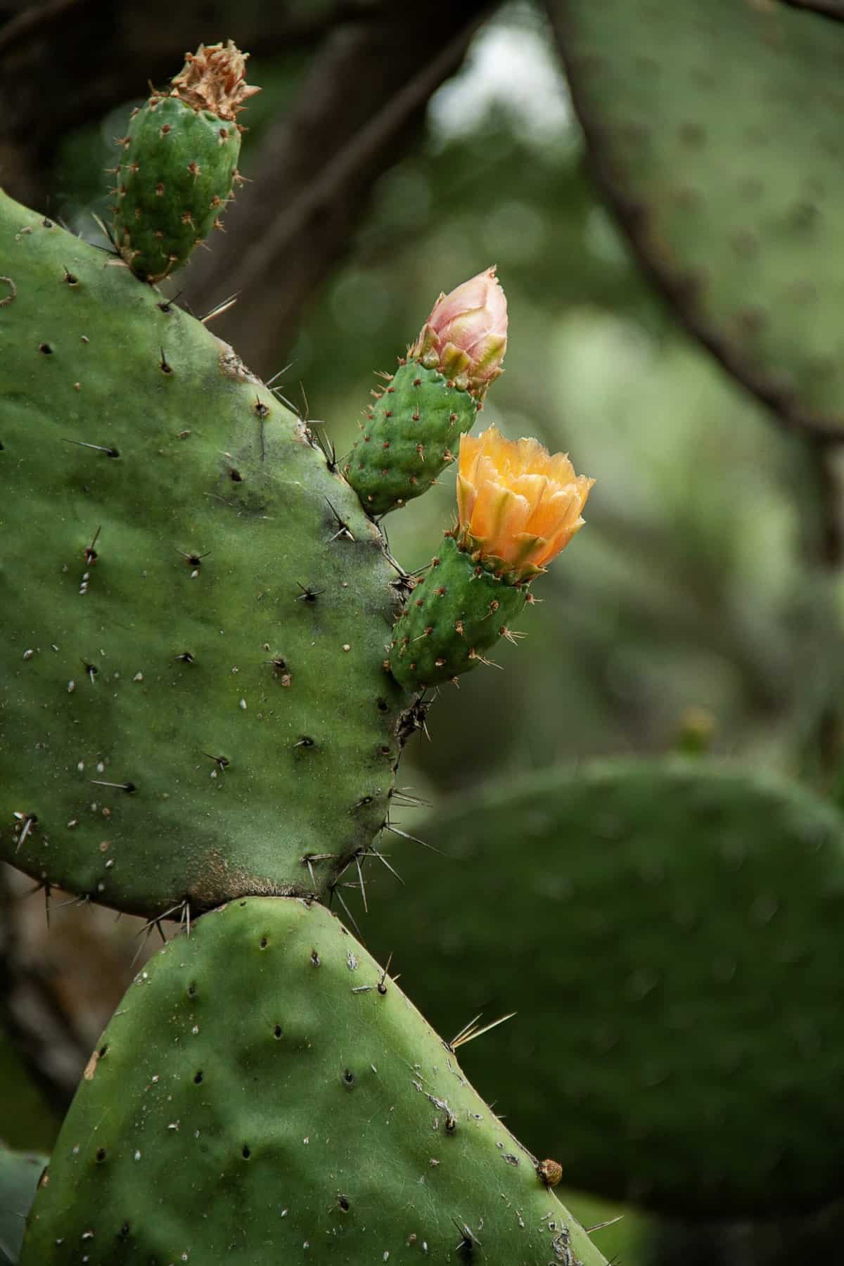 How To Prepare Nopal Cactus For Cooking? How To Prepare Nopal Cactus For Cooking?