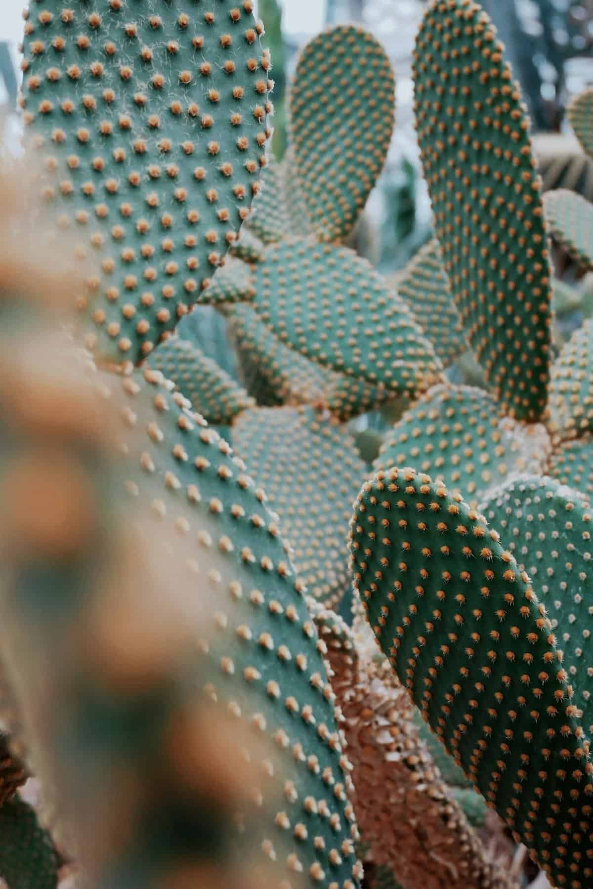How To Protect Nopal Cactus From Animals And Pests?