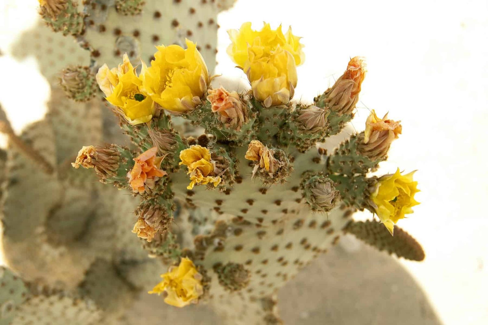 What Are The Best Ways To Cook Nopal Cactus? What Are The Best Ways To Cook Nopal Cactus?