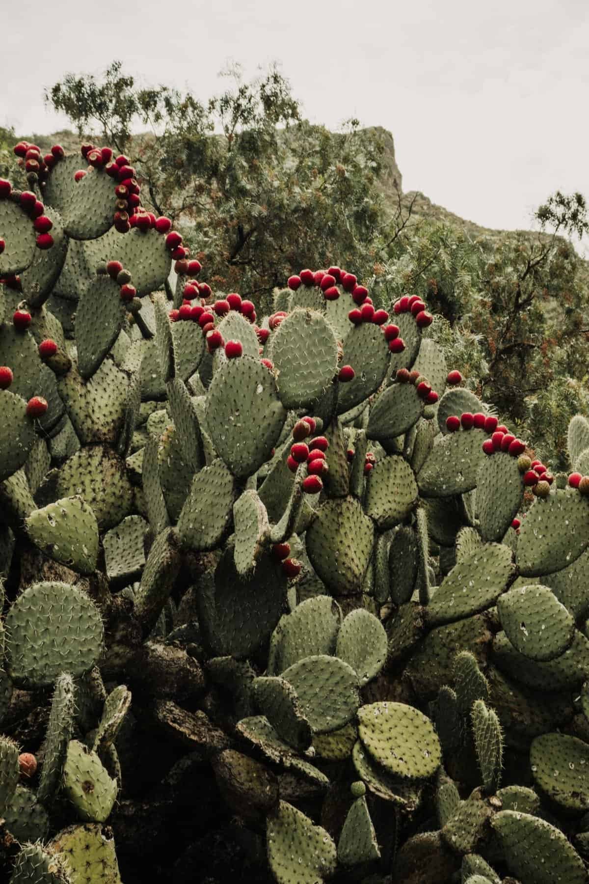 What Are The Best Ways To Cook Nopal Cactus? What Are The Best Ways To Cook Nopal Cactus?