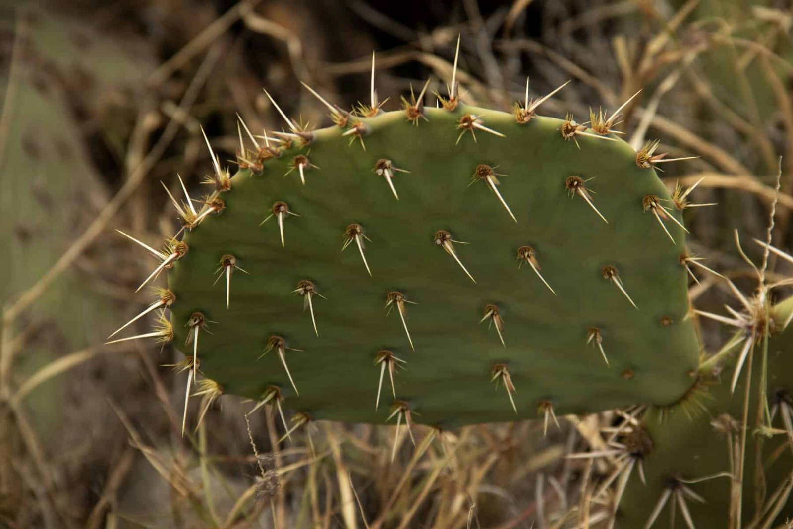 What Are The Best Ways To Cook Nopal Cactus? What Are The Best Ways To Cook Nopal Cactus?