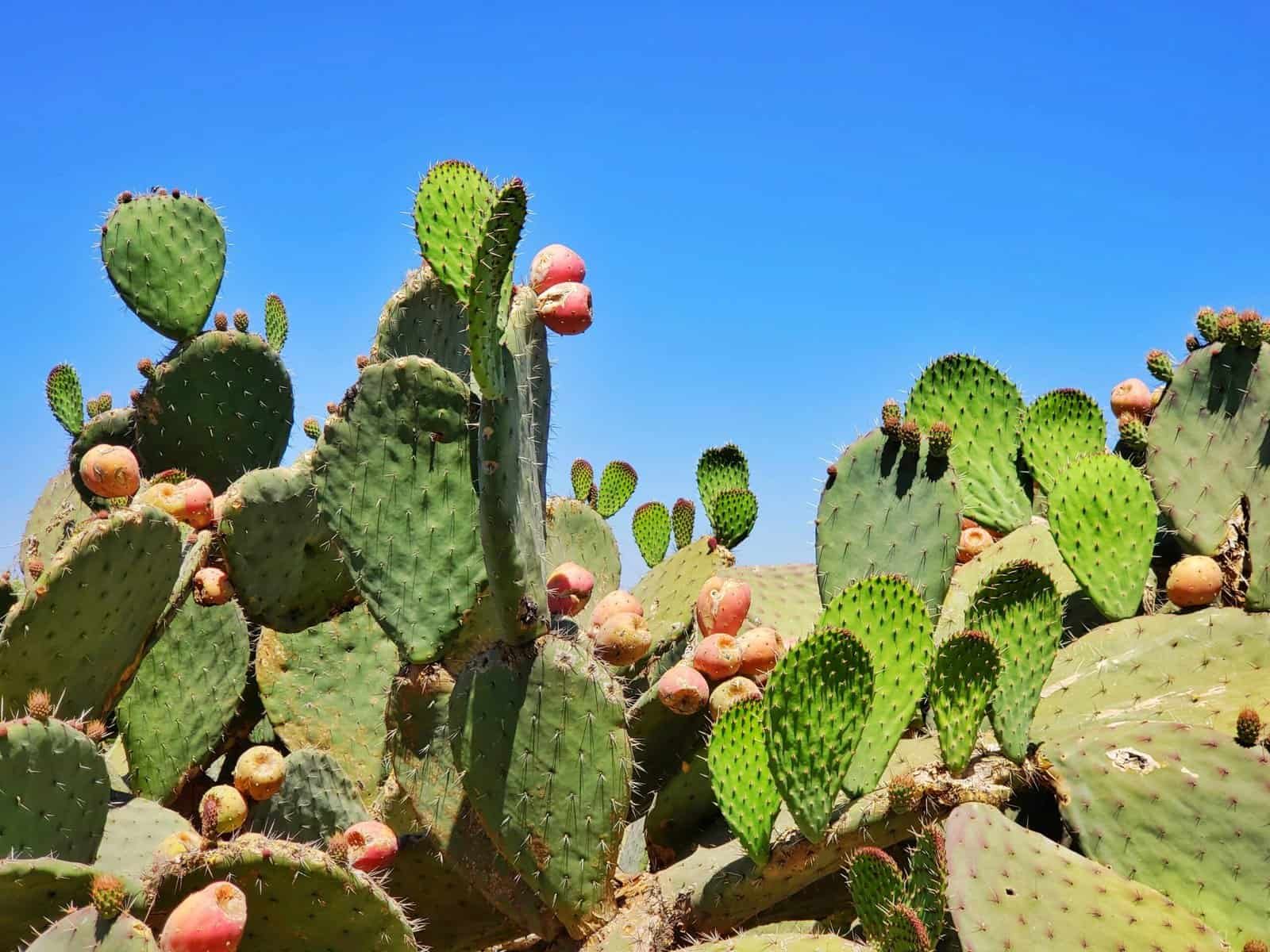 What Are The Health Benefits Of Eating Nopal Cactus? What Are The Health Benefits Of Eating Nopal Cactus?