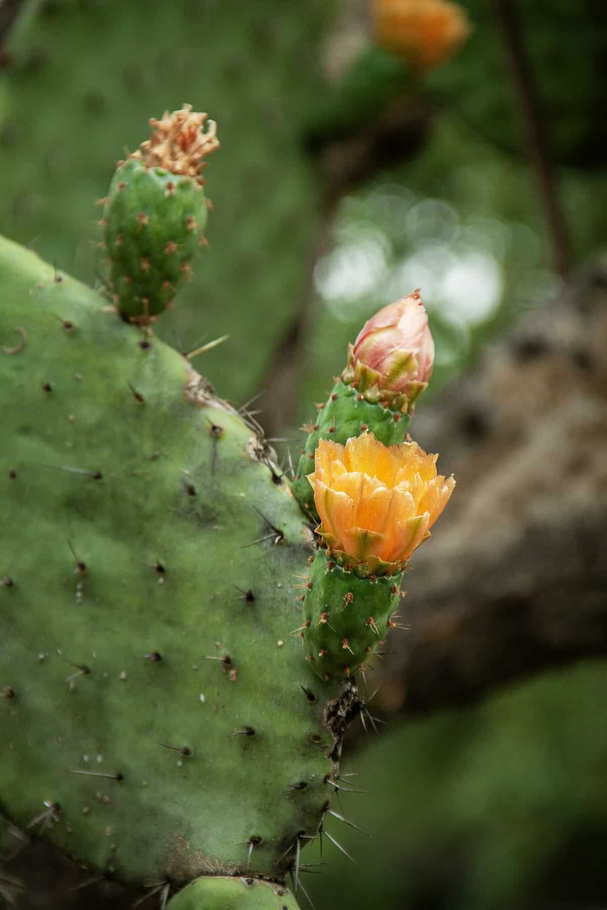What Are The Health Benefits Of Eating Nopal Cactus? What Are The Health Benefits Of Eating Nopal Cactus?