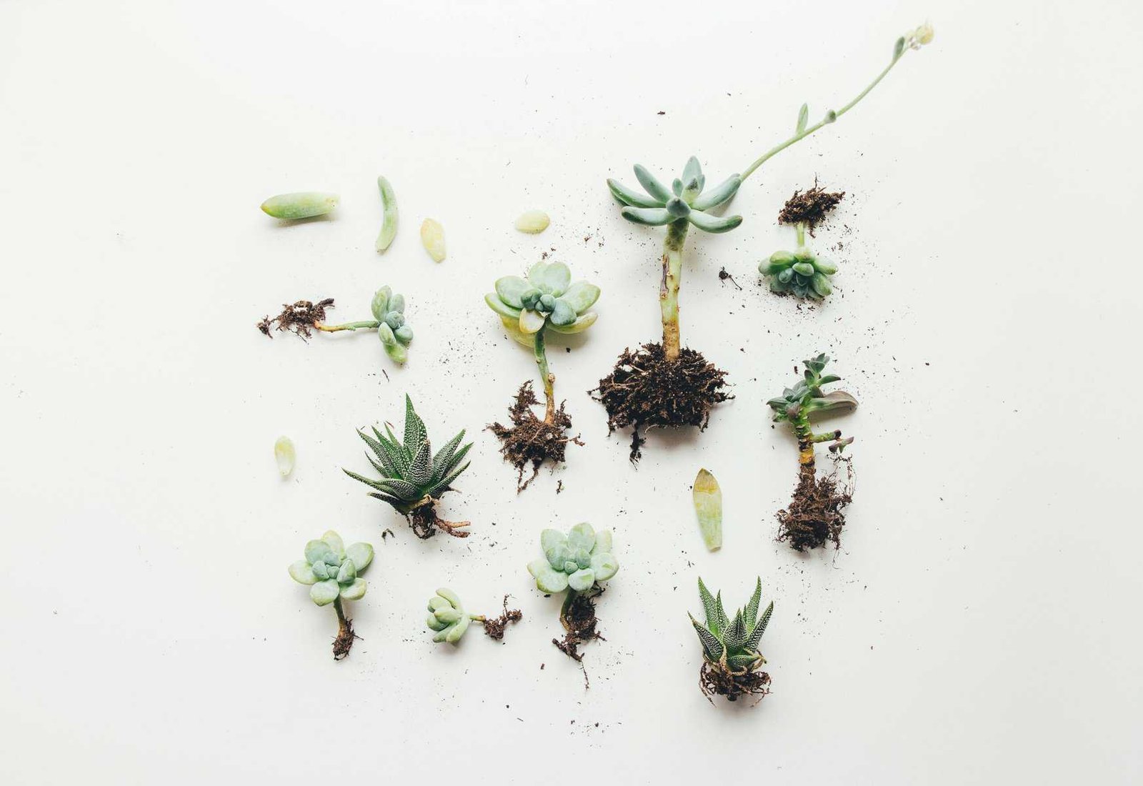 What Are The Water Requirements For Nopal Cactus? What Are The Water Requirements For Nopal Cactus?