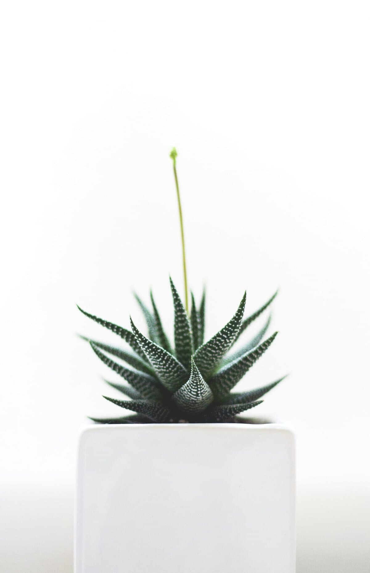 What Are The Water Requirements For Nopal Cactus? What Are The Water Requirements For Nopal Cactus?