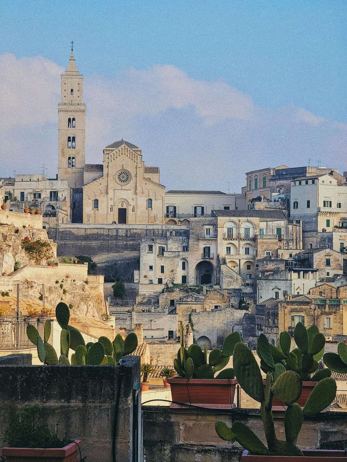 What Are The Benefits Of Nopal Cactus For Heart Health? What Are The Benefits Of Nopal Cactus For Heart Health?