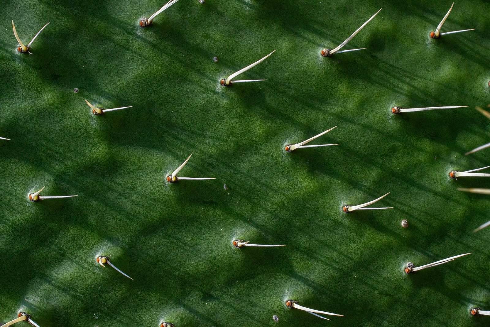 How Does Nopal Cactus Help In Detoxification? How Does Nopal Cactus Help In Detoxification?