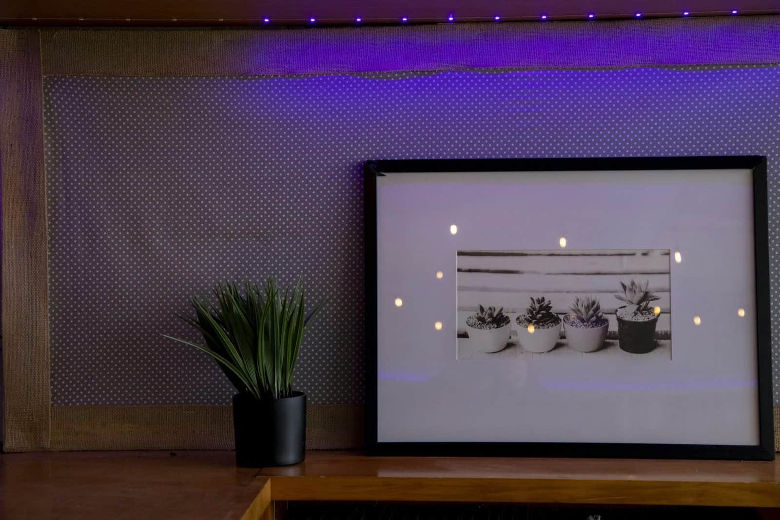 How Long Does It Take For Nopal Cactus To Grow? How Long Does It Take For Nopal Cactus To Grow?