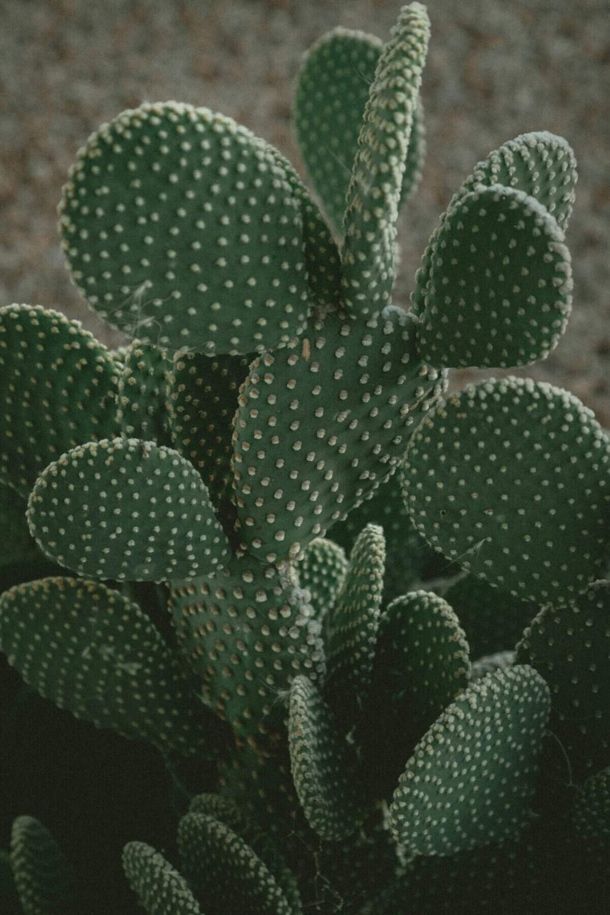 What Are The Skin Benefits Of Using Nopal Cactus? What Are The Skin Benefits Of Using Nopal Cactus?