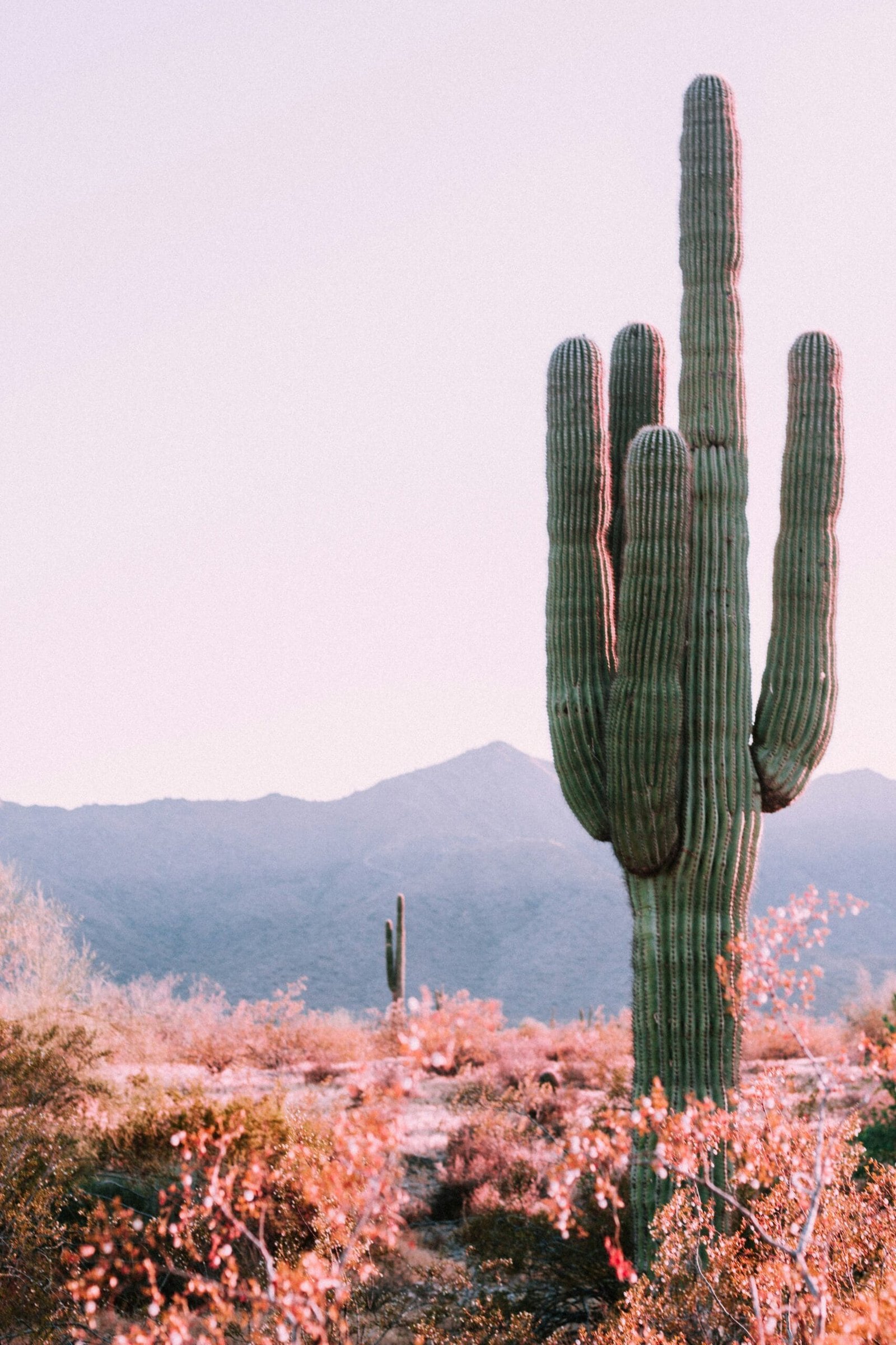 What Are The Skin Benefits Of Using Nopal Cactus? What Are The Skin Benefits Of Using Nopal Cactus?