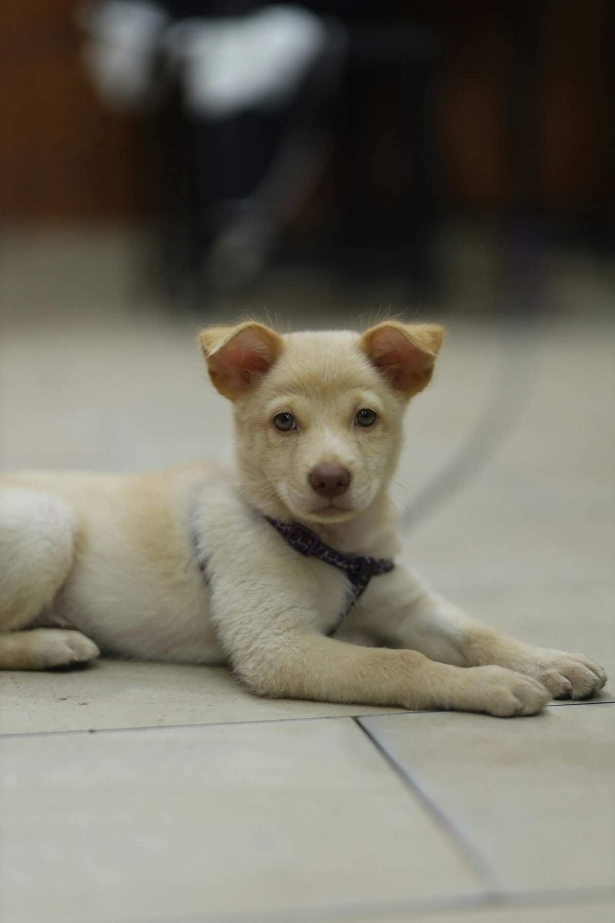 What Is The Best Fertilizer For Nopal Cactus? What Is The Best Fertilizer For Nopal Cactus?