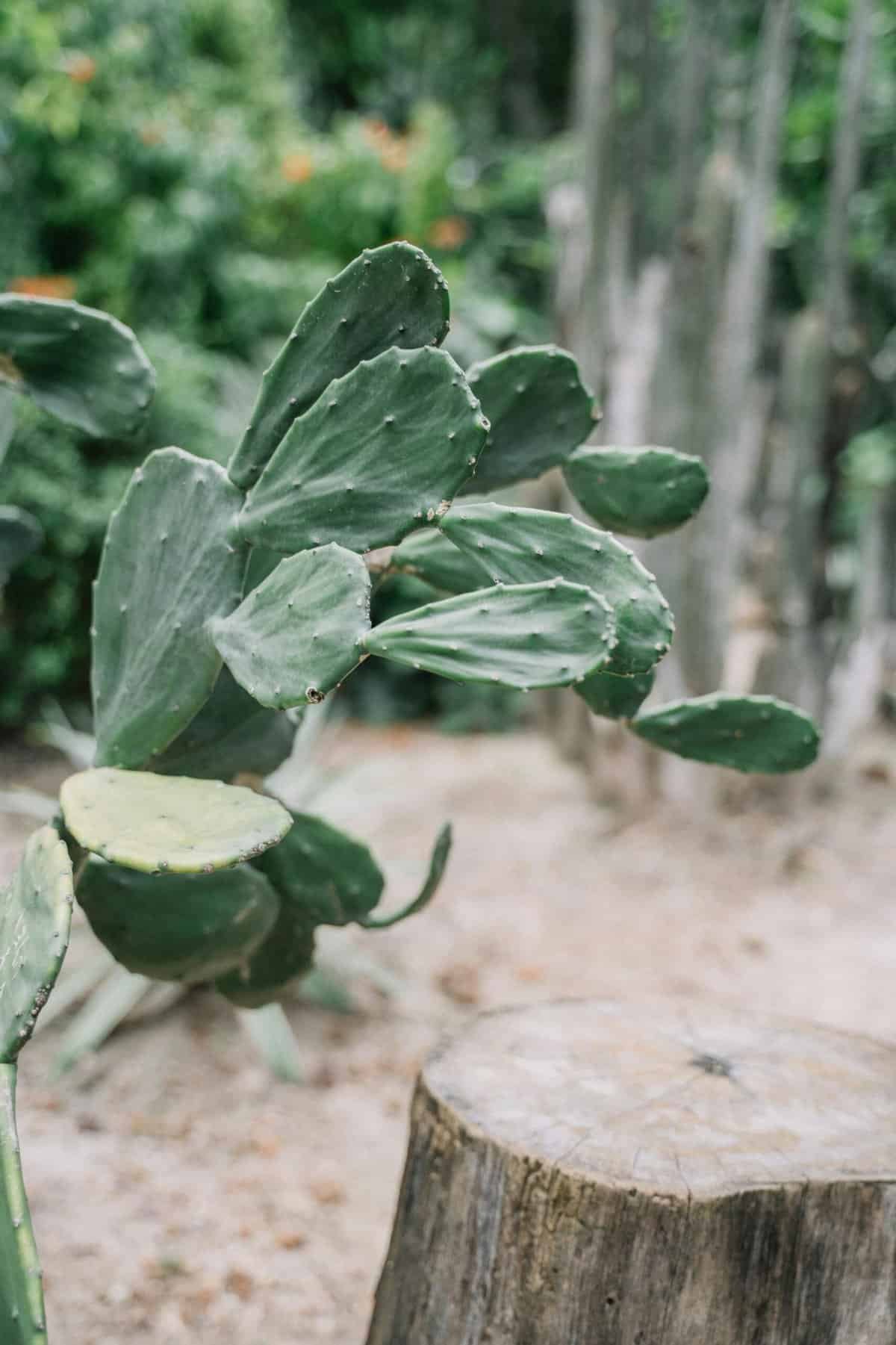 How To Prepare Nopal Cactus For Maximum Nutritional Value? How To Prepare Nopal Cactus For Maximum Nutritional Value?