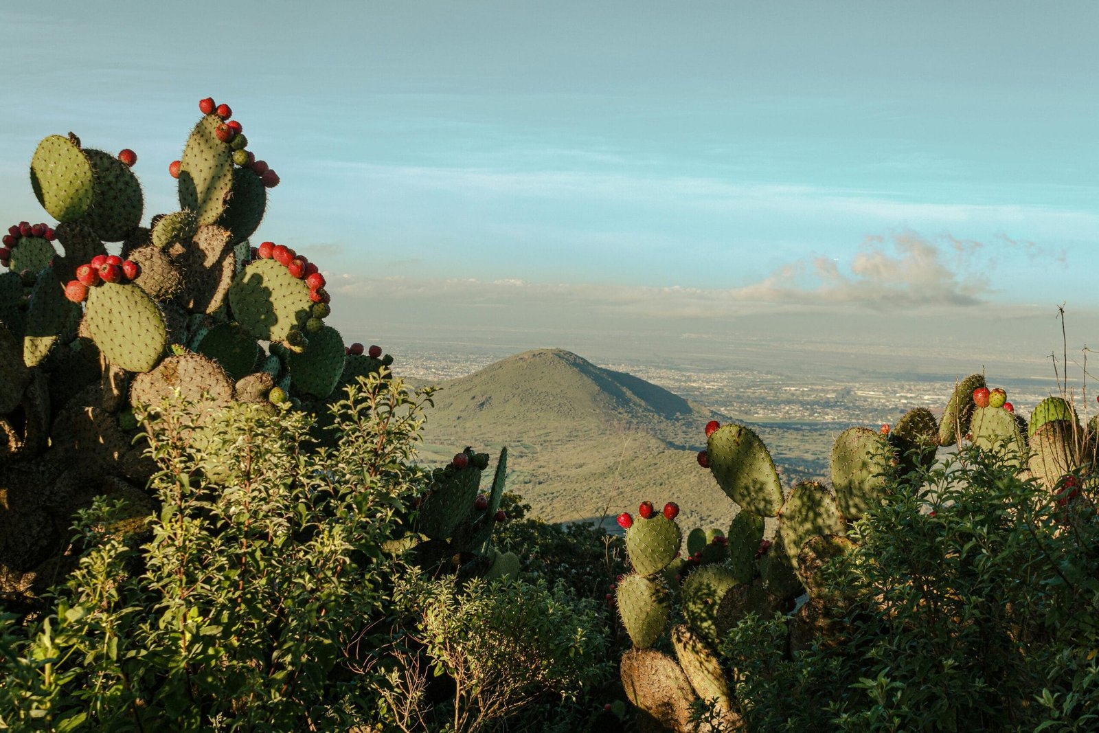 How To Prepare Nopal Cactus For Maximum Nutritional Value? How To Prepare Nopal Cactus For Maximum Nutritional Value?