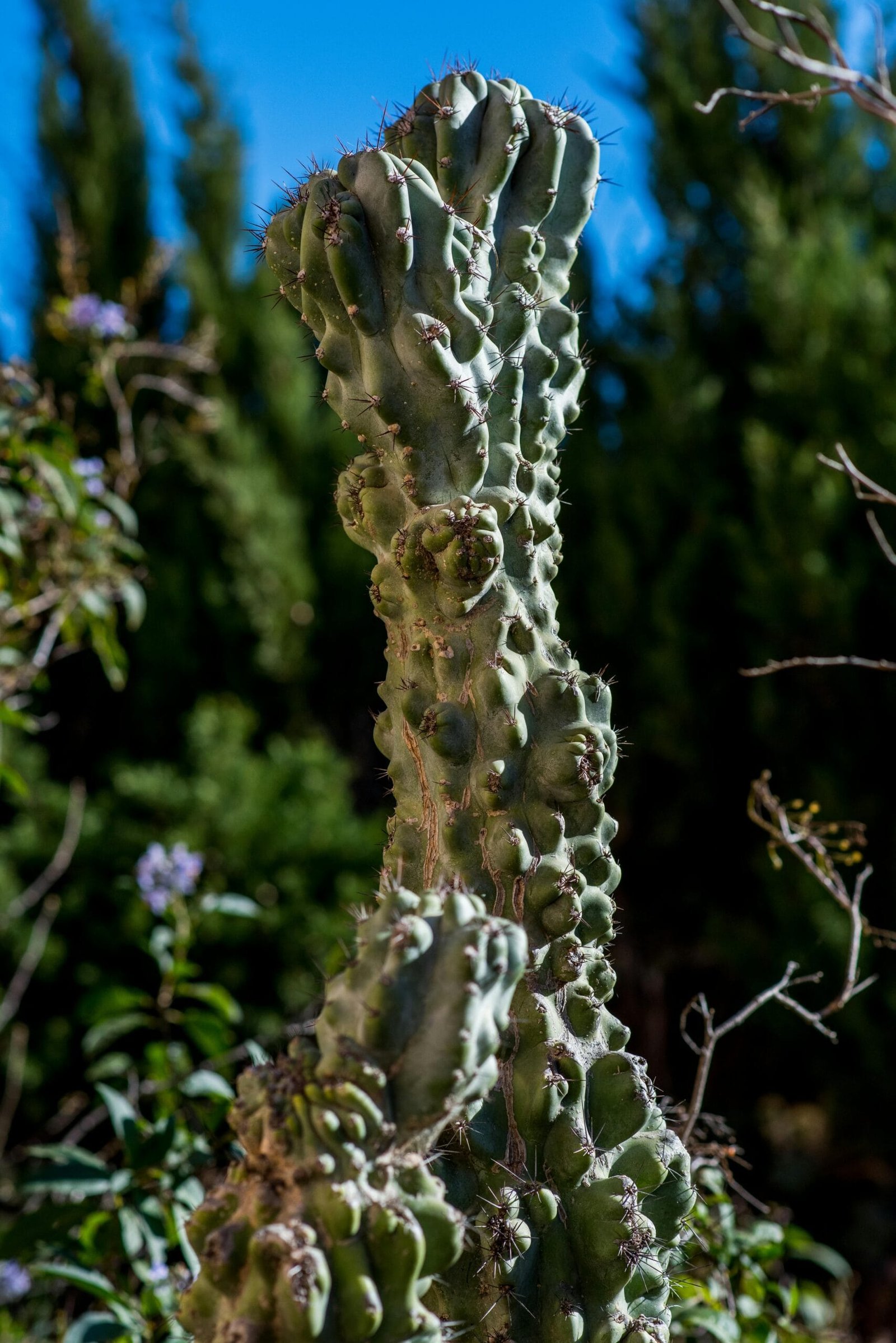What Are The Anti-aging Benefits Of Nopal Cactus?