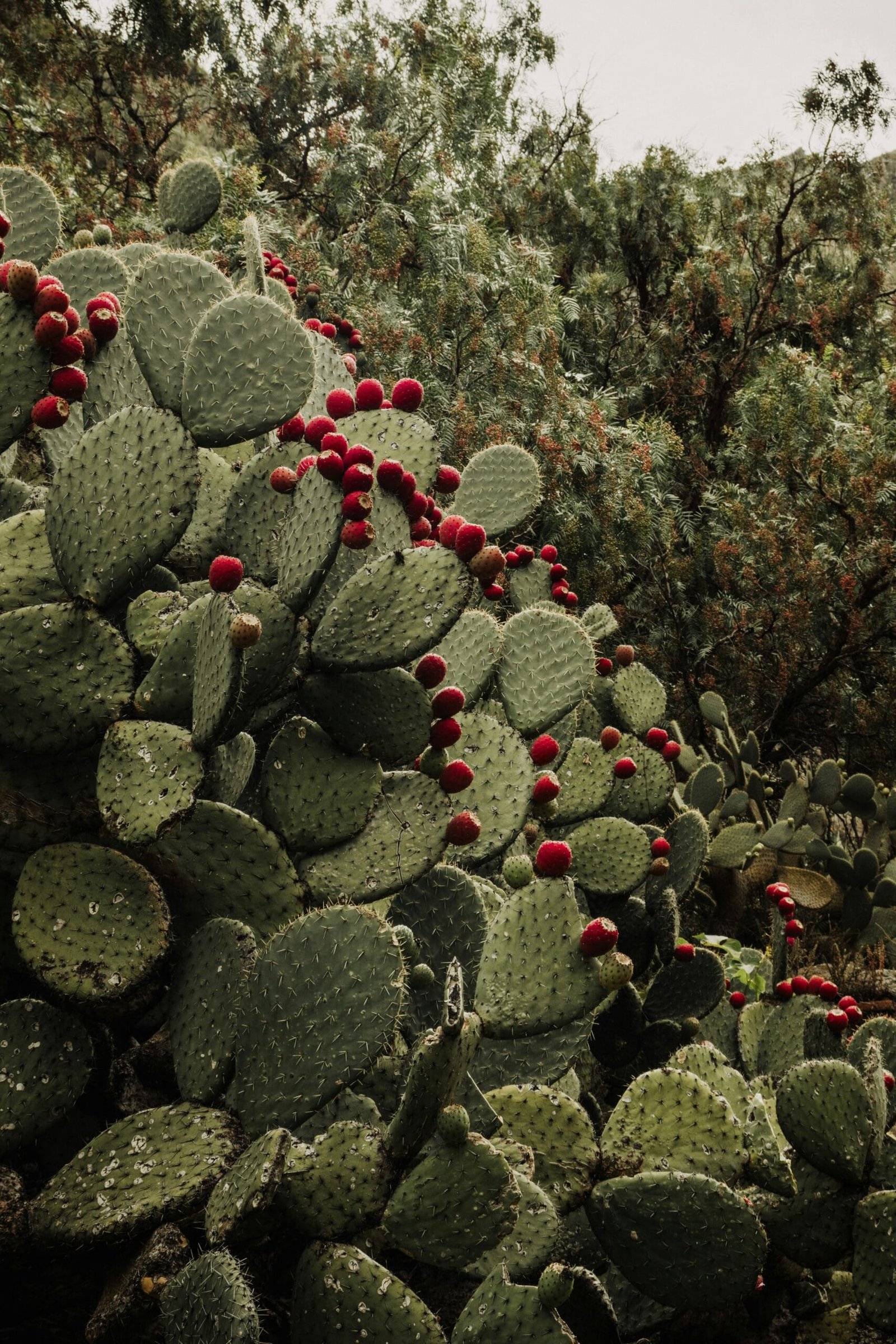 How Does Nopal Cactus Aid In Weight Management? How Does Nopal Cactus Aid In Weight Management?