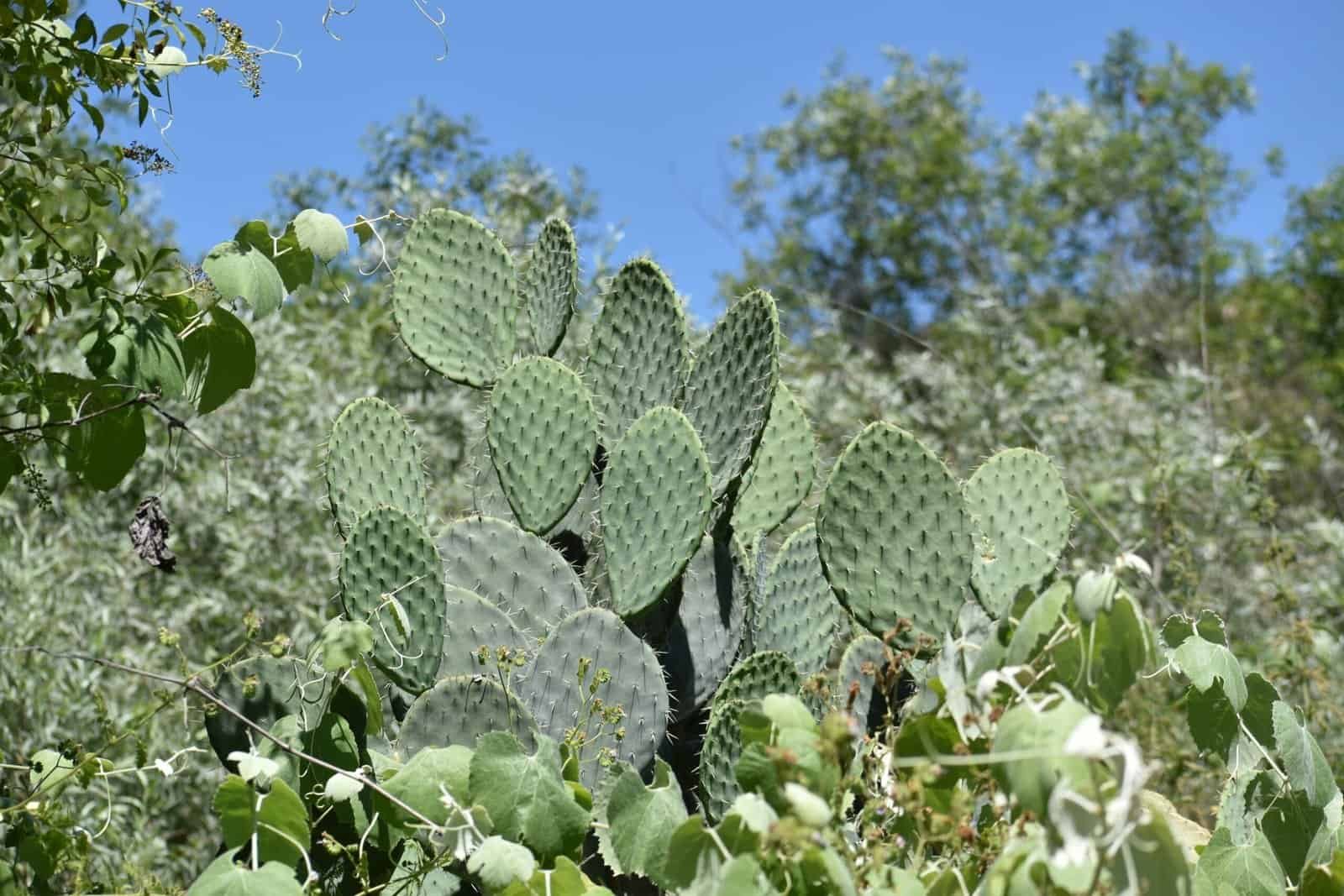 How Does Nopal Cactus Aid In Weight Management? How Does Nopal Cactus Aid In Weight Management?