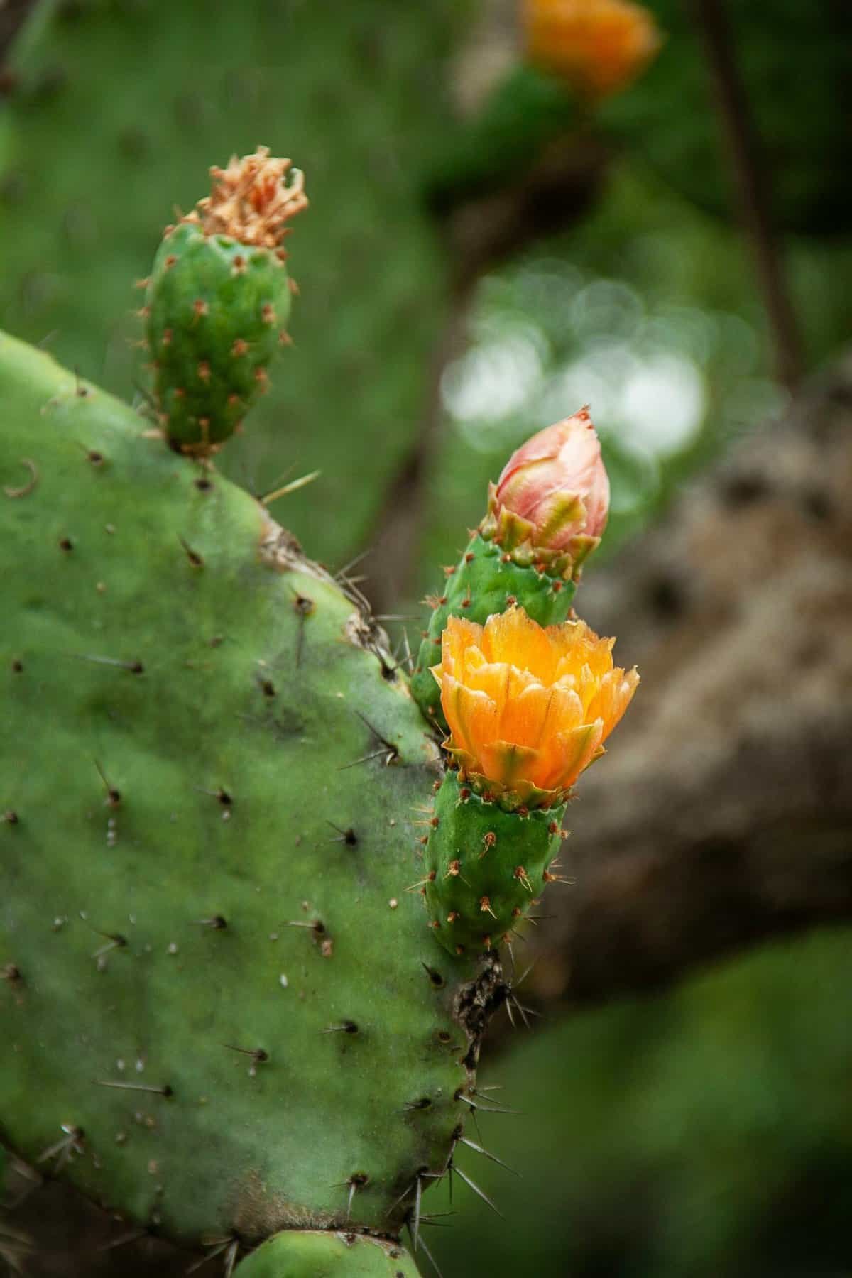 How Does Nopal Cactus Aid In Weight Management? How Does Nopal Cactus Aid In Weight Management?