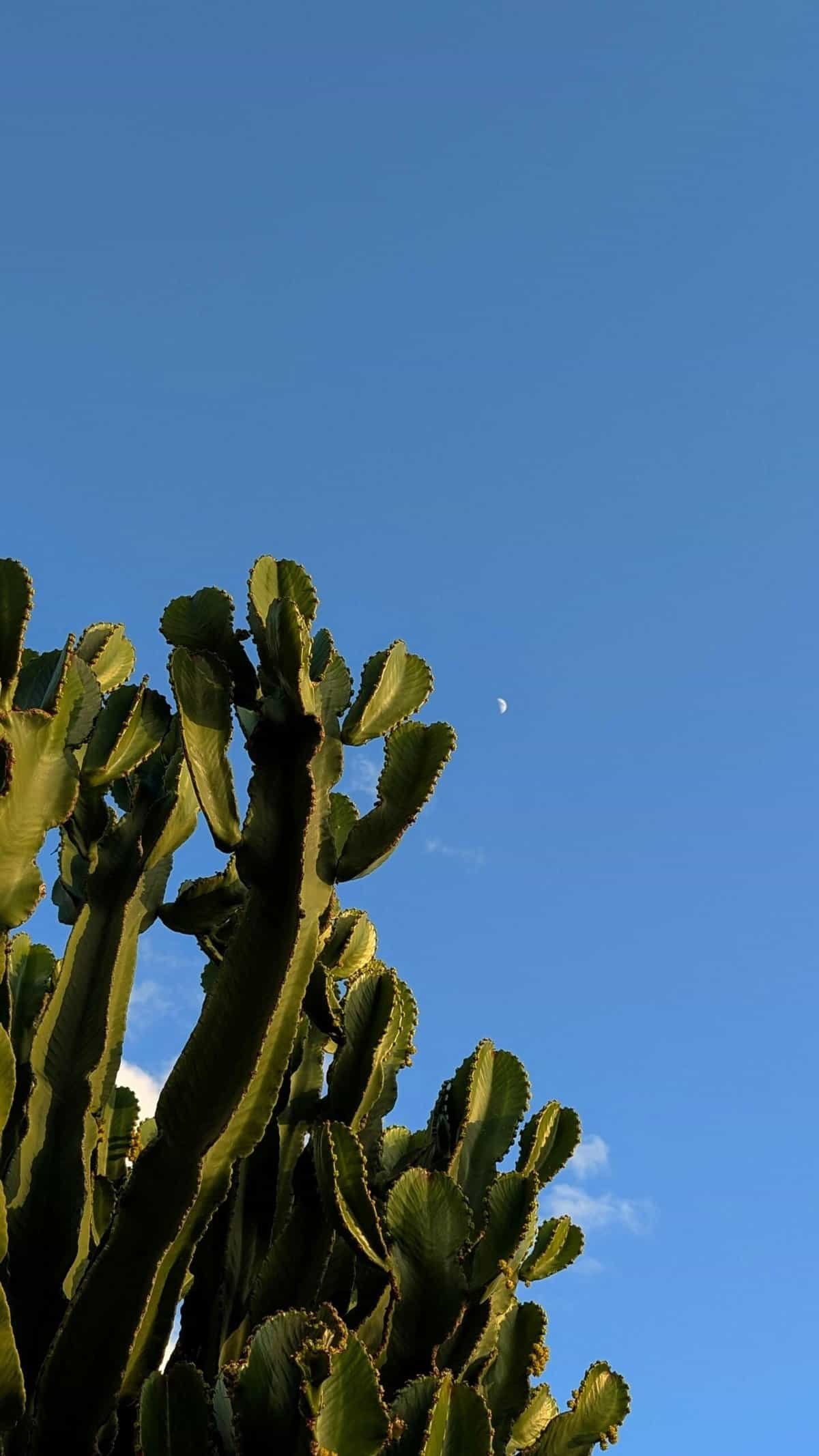 How To Cook Nopal For A Savory Side Dish?