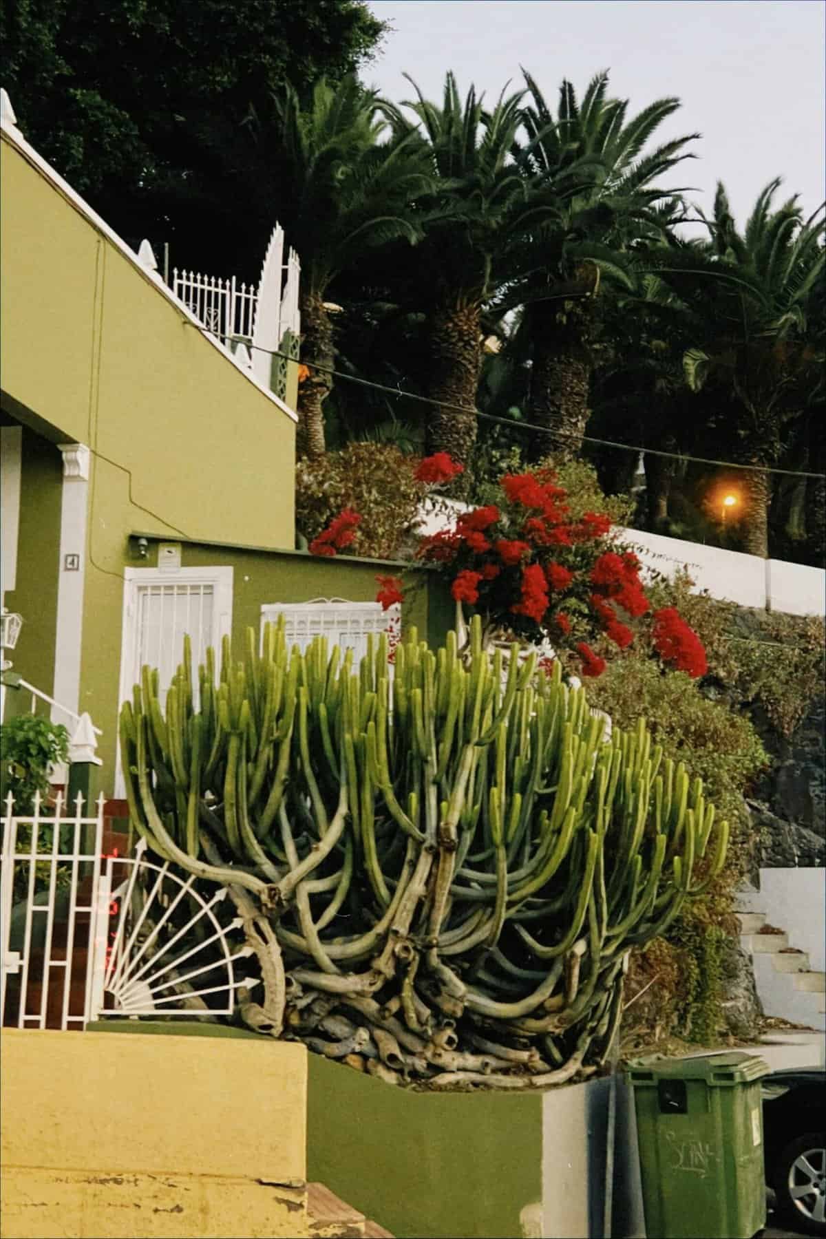 How To Cook Nopal For A Savory Side Dish?