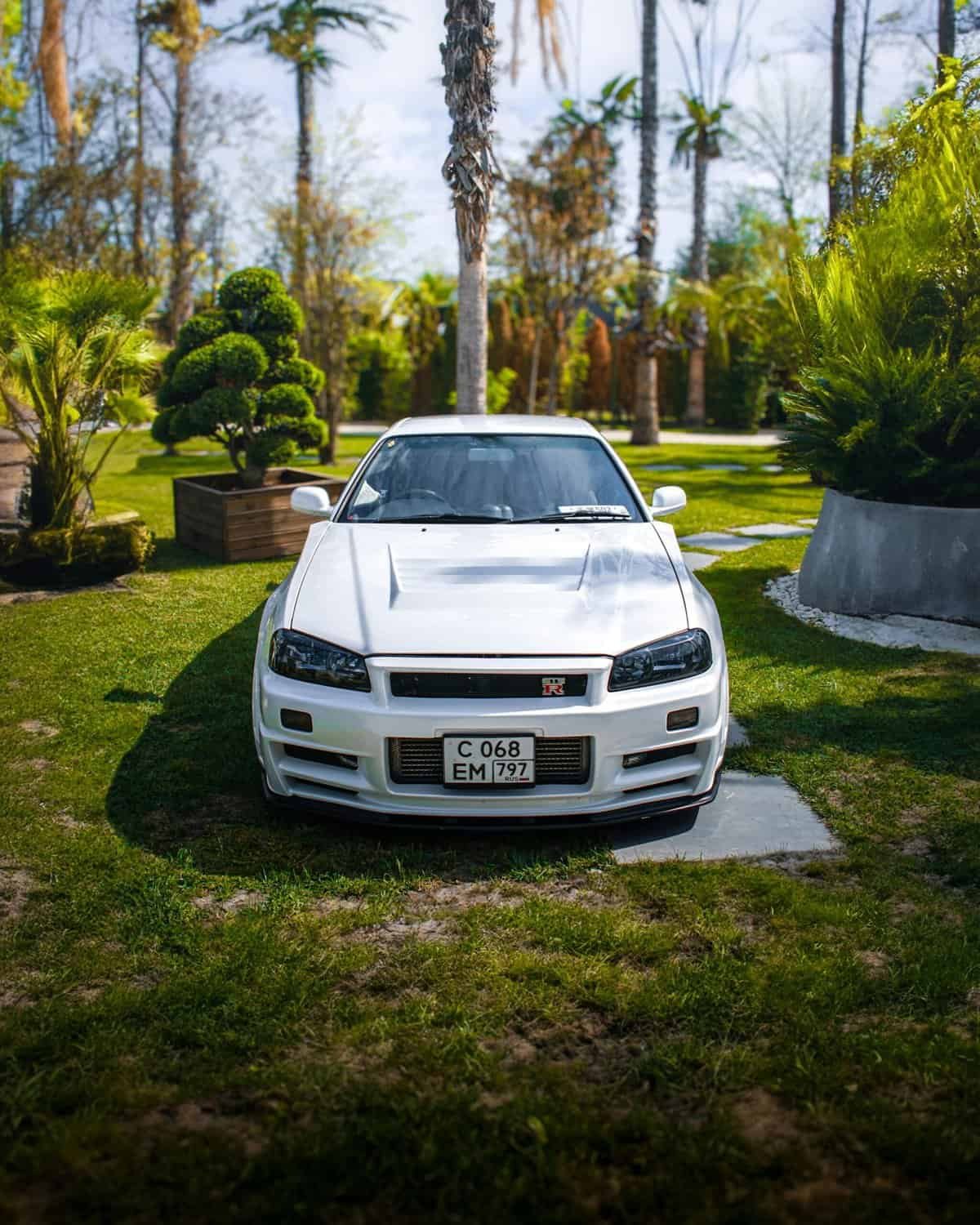 How To Grow Nopal Cactus From Pads?