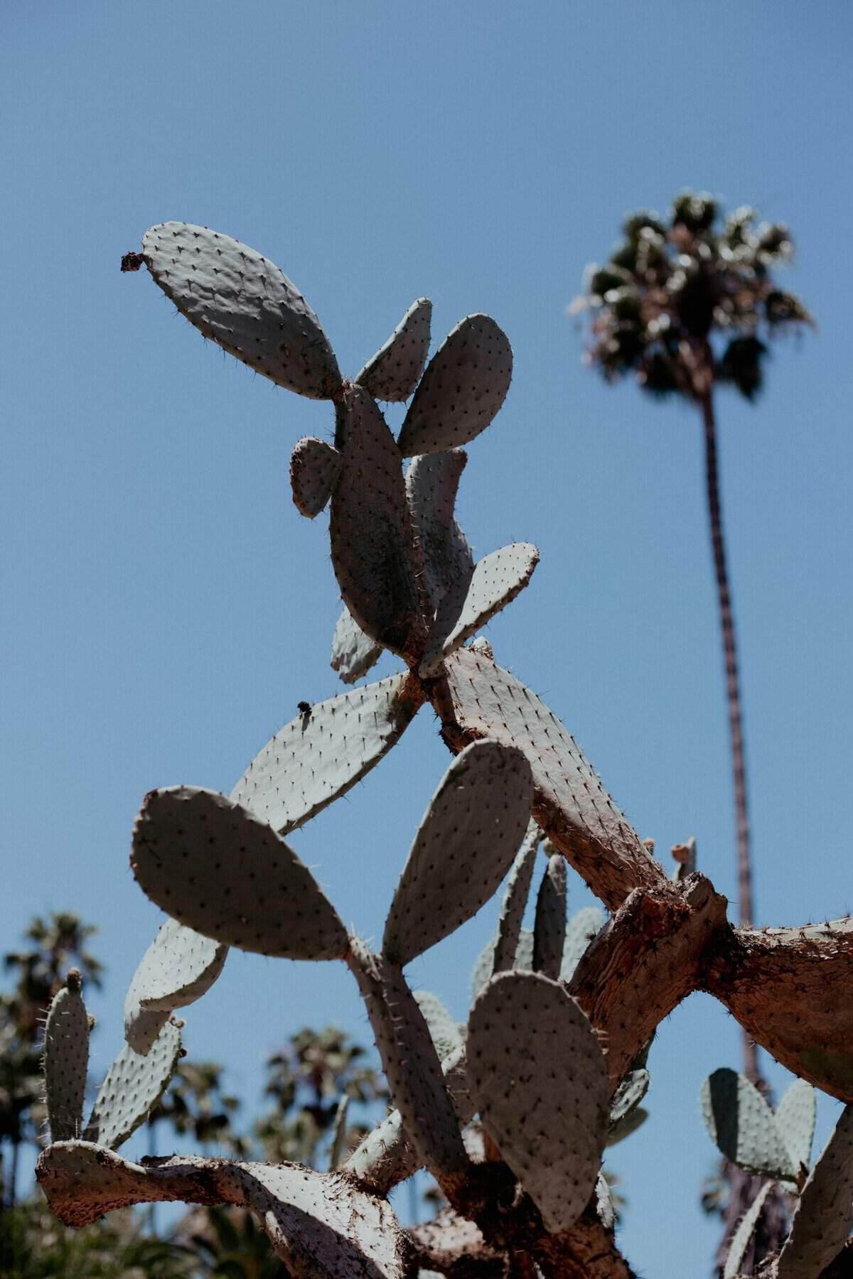 How To Prepare Nopal For A Healthy Snack? How To Prepare Nopal For A Healthy Snack?