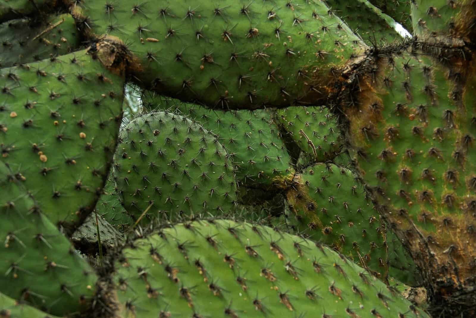 How To Prepare Nopal For A Healthy Snack? How To Prepare Nopal For A Healthy Snack?