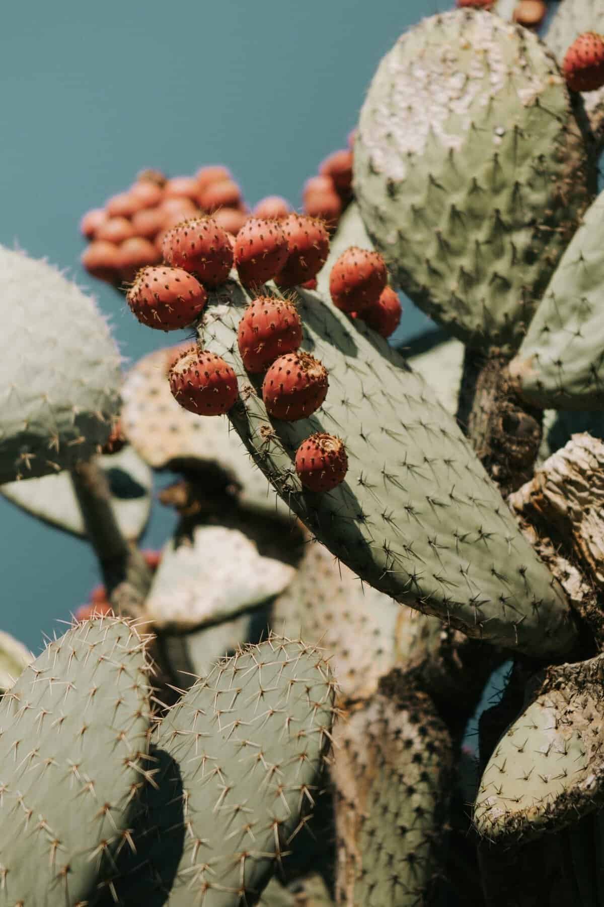 What Are The Benefits Of Eating Nopal For Breakfast?
