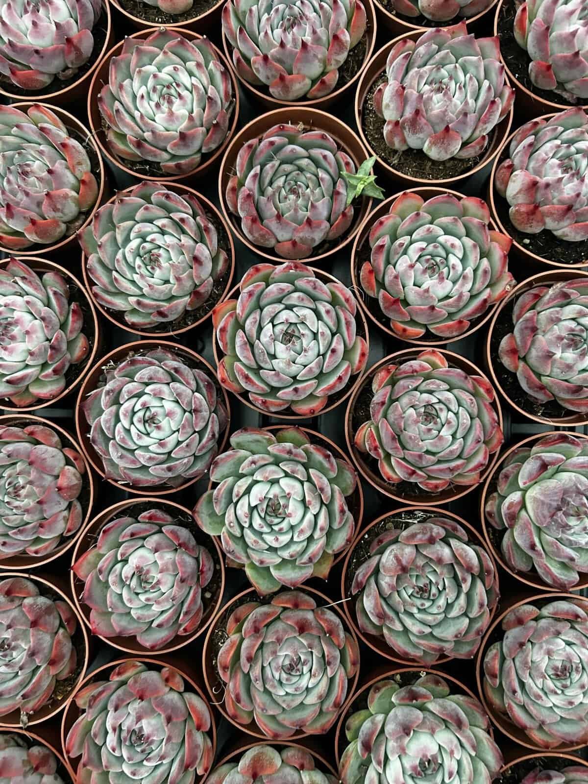 What Are The Benefits Of Nopal Cactus For Hair Growth? What Are The Benefits Of Nopal Cactus For Hair Growth?