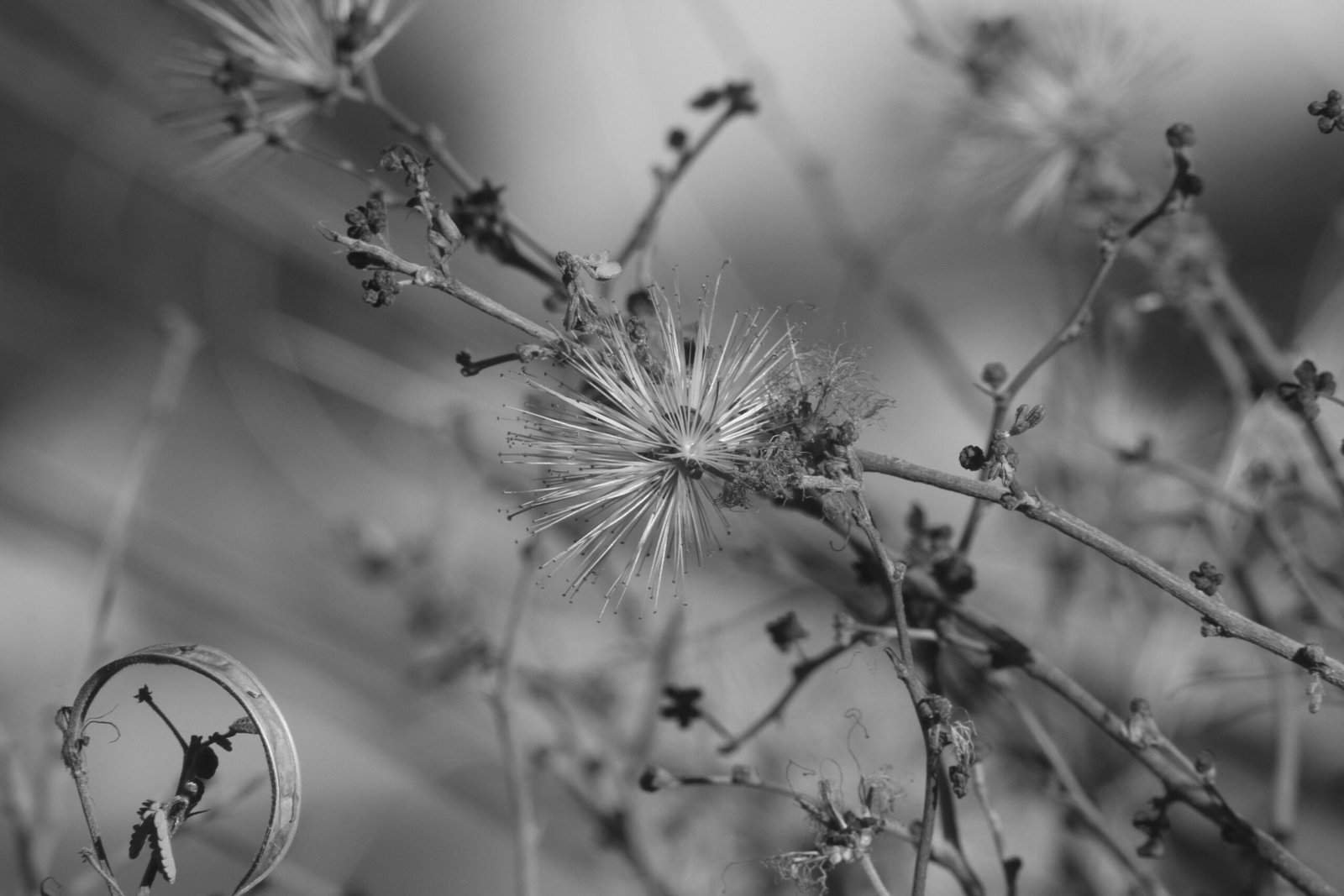 Can Nopal Cactus Help In Reducing The Risk Of Cancer? Can Nopal Cactus Help In Reducing The Risk Of Cancer?