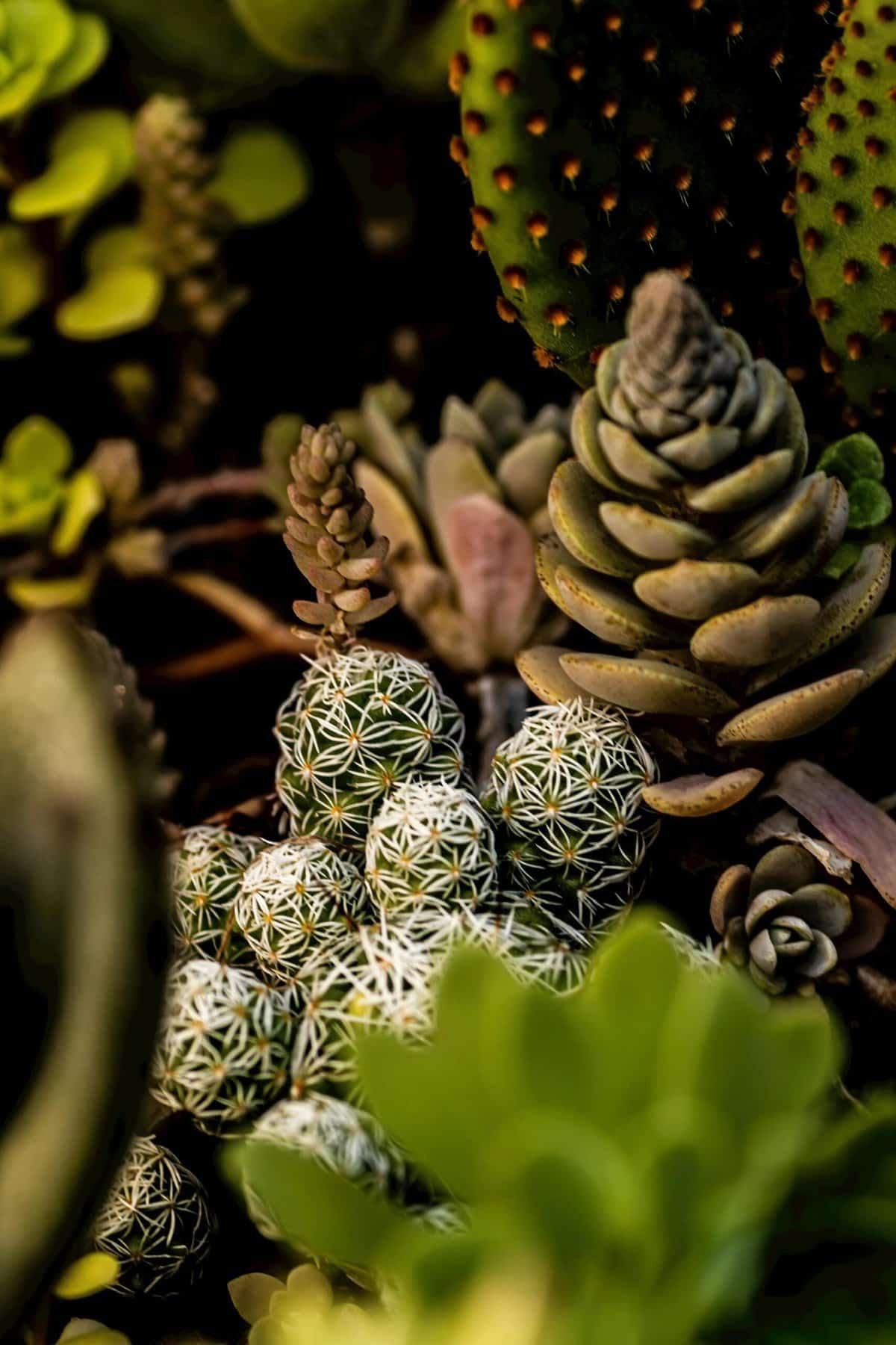 Can Nopal Cactus Help In Reducing The Risk Of Cancer? Can Nopal Cactus Help In Reducing The Risk Of Cancer?