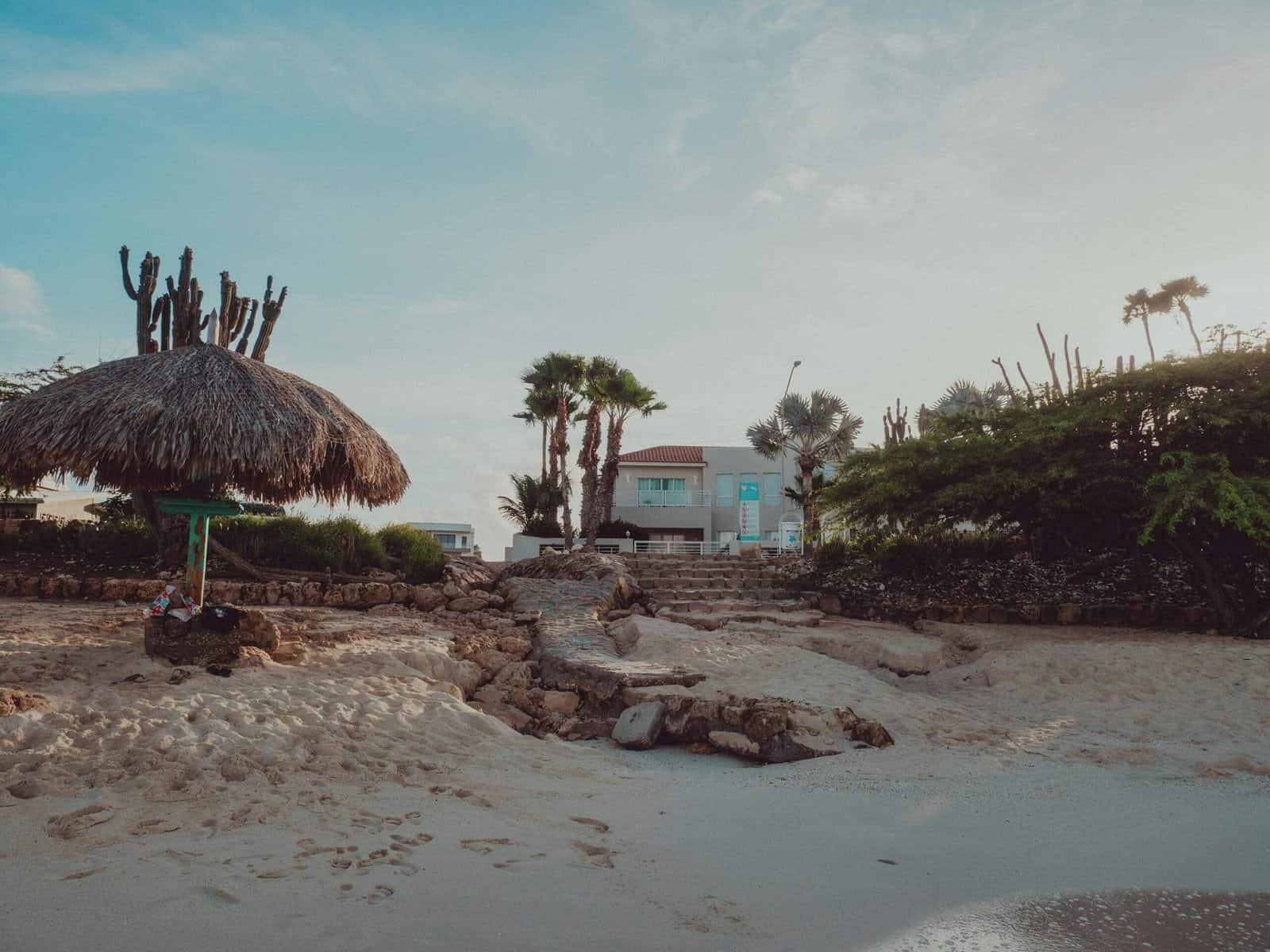 What Are The Immune-boosting Properties Of Nopal Cactus? What Are The Immune-boosting Properties Of Nopal Cactus?