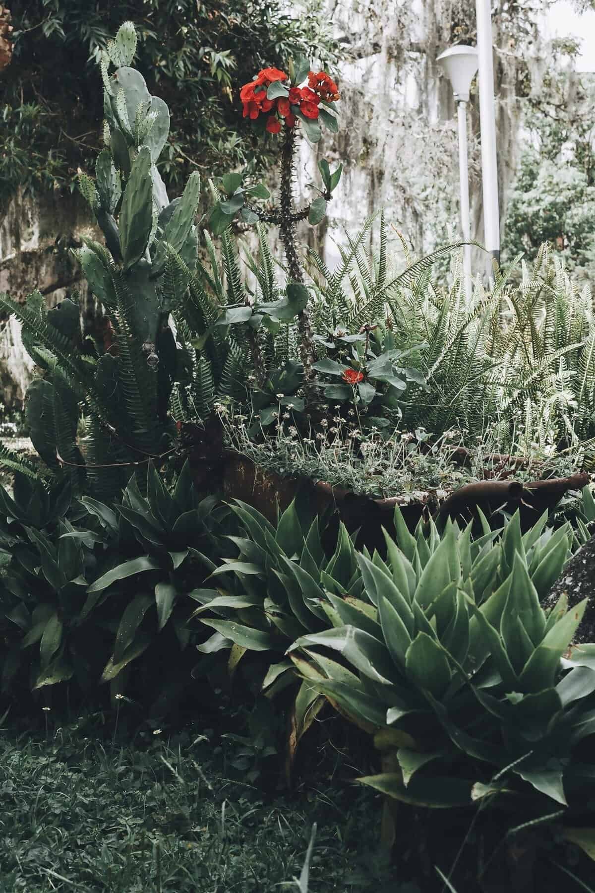 How Does Nopal Cactus Support Cardiovascular Health?