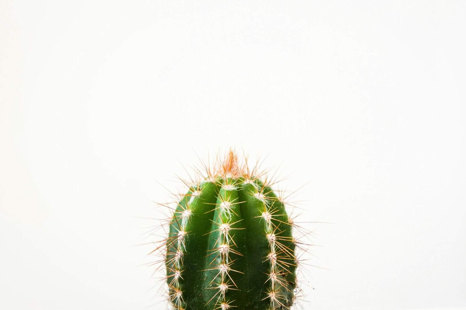 How To Make A Refreshing Nopal Salad With Lime?