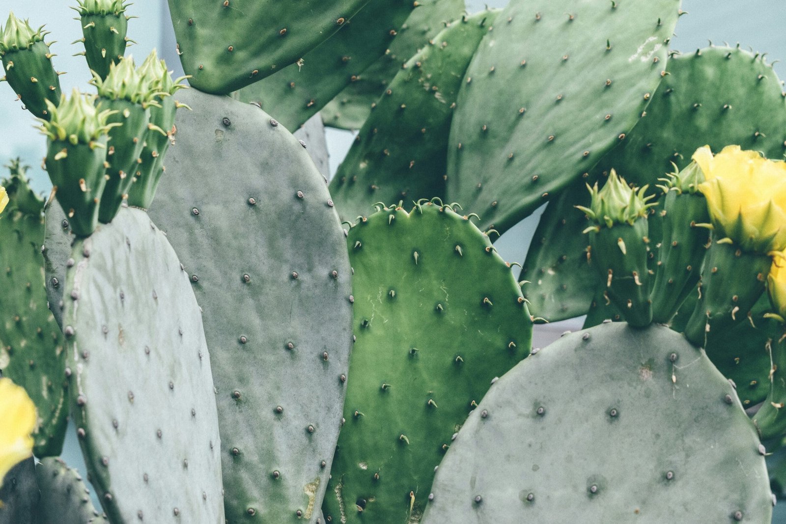 What Are The Benefits Of Nopal Cactus For Eye Health? What Are The Benefits Of Nopal Cactus For Eye Health?