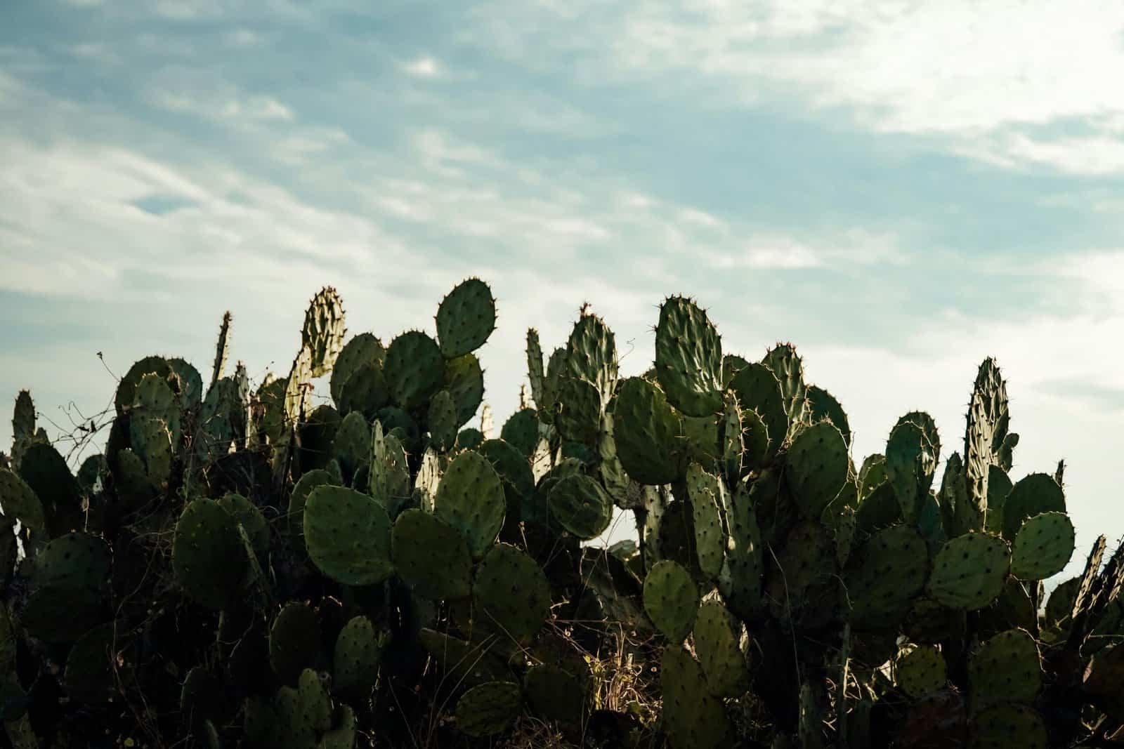 What Are The Benefits Of Nopal In Smoothies? What Are The Benefits Of Nopal In Smoothies?