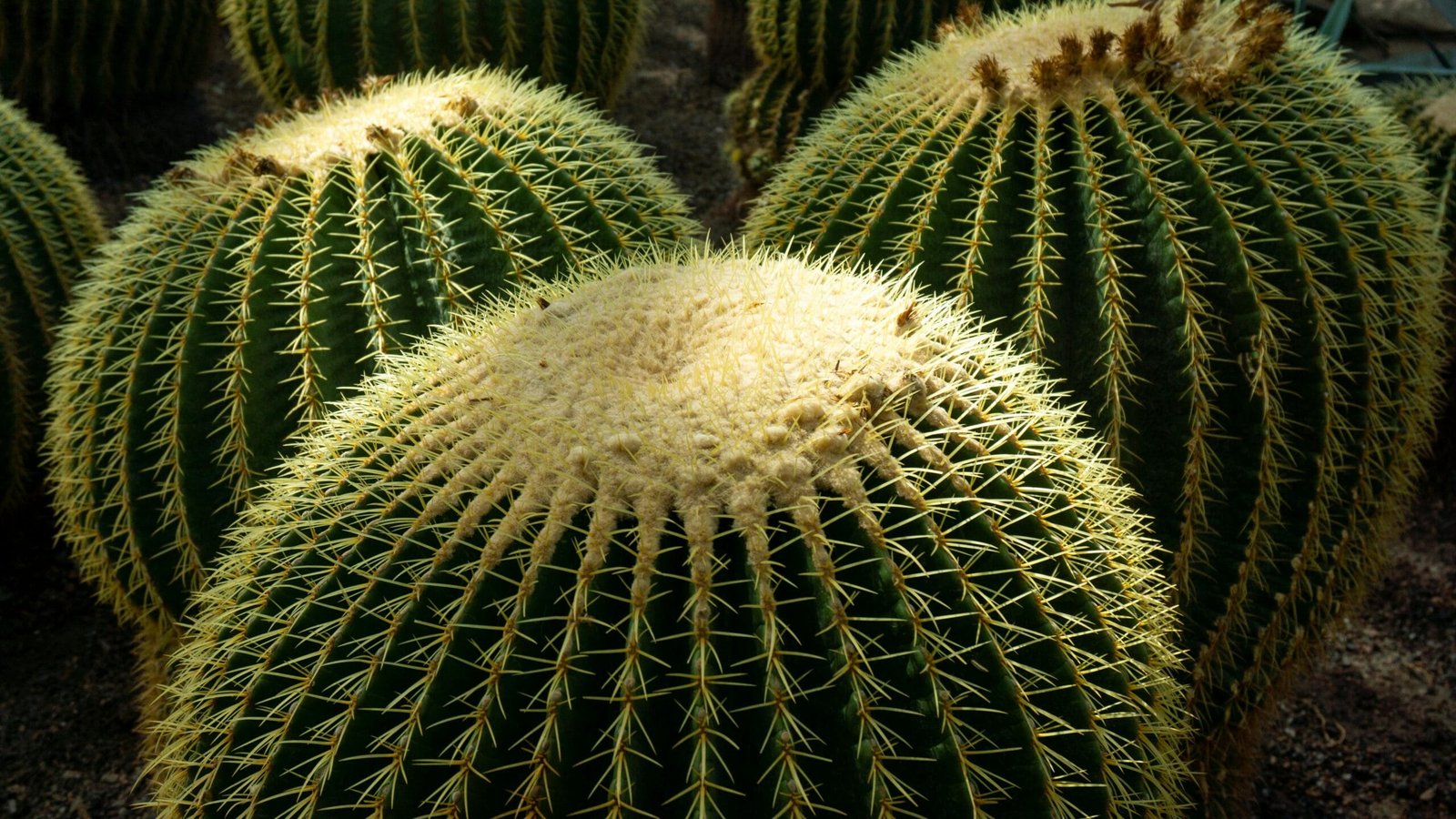 How To Grow Nopal Cactus In Sandy Soil?