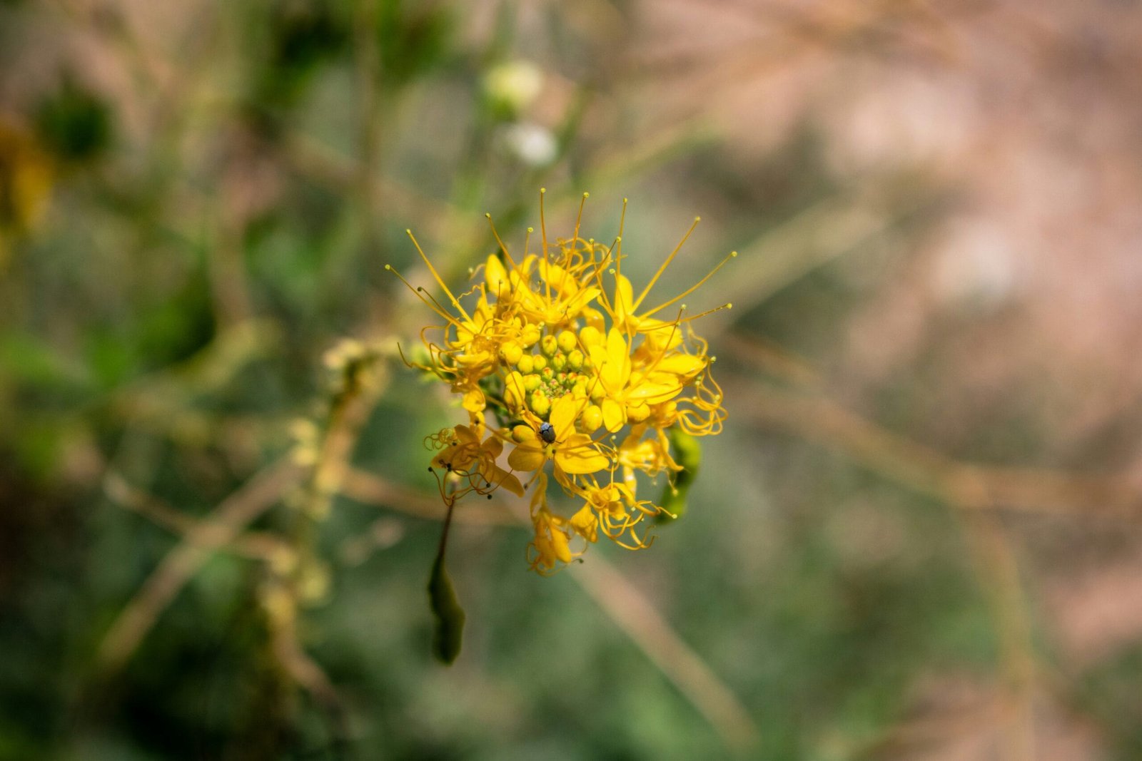 How To Improve Soil Drainage For Nopal Cactus?
