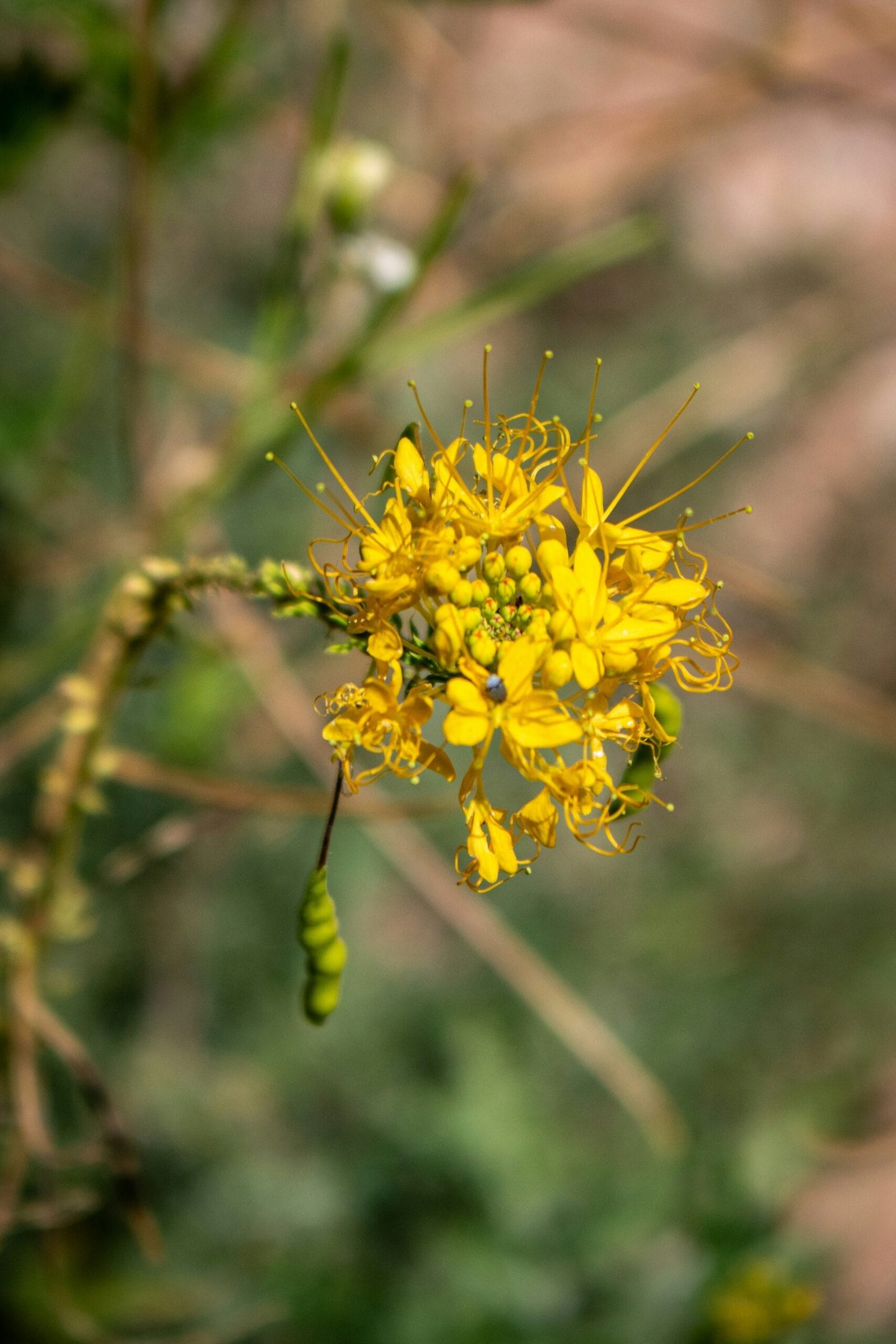 How To Improve Soil Drainage For Nopal Cactus?