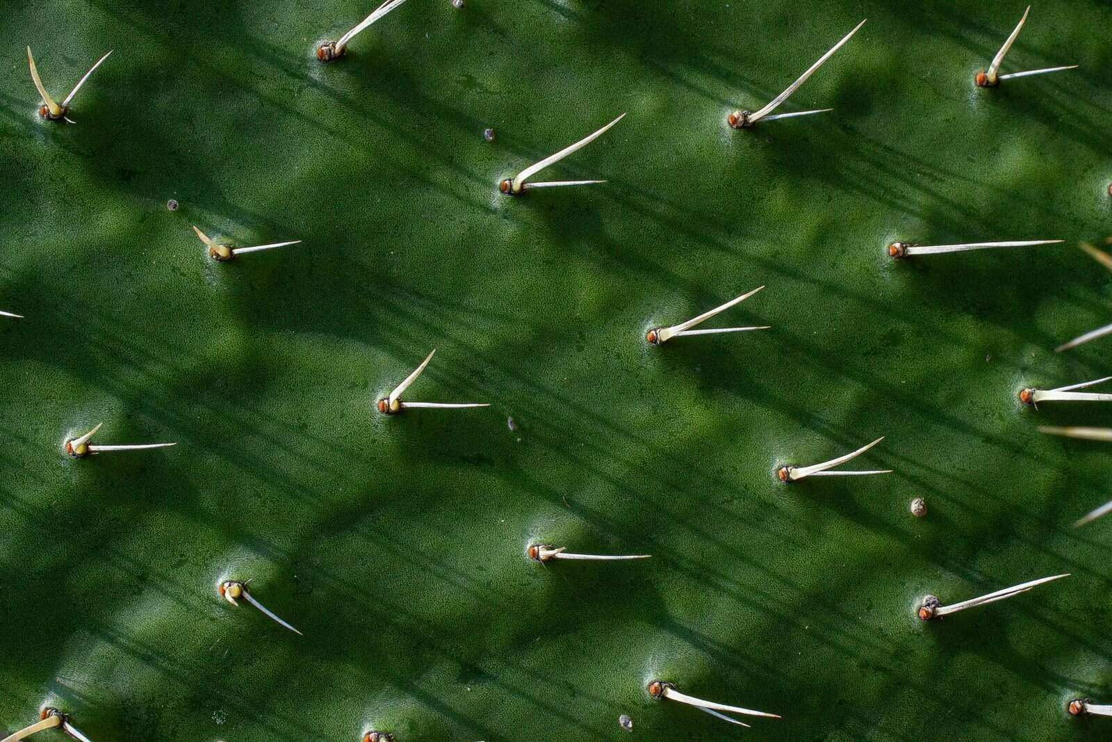 What Are The Benefits Of Nopal Cactus For Detox Diets?