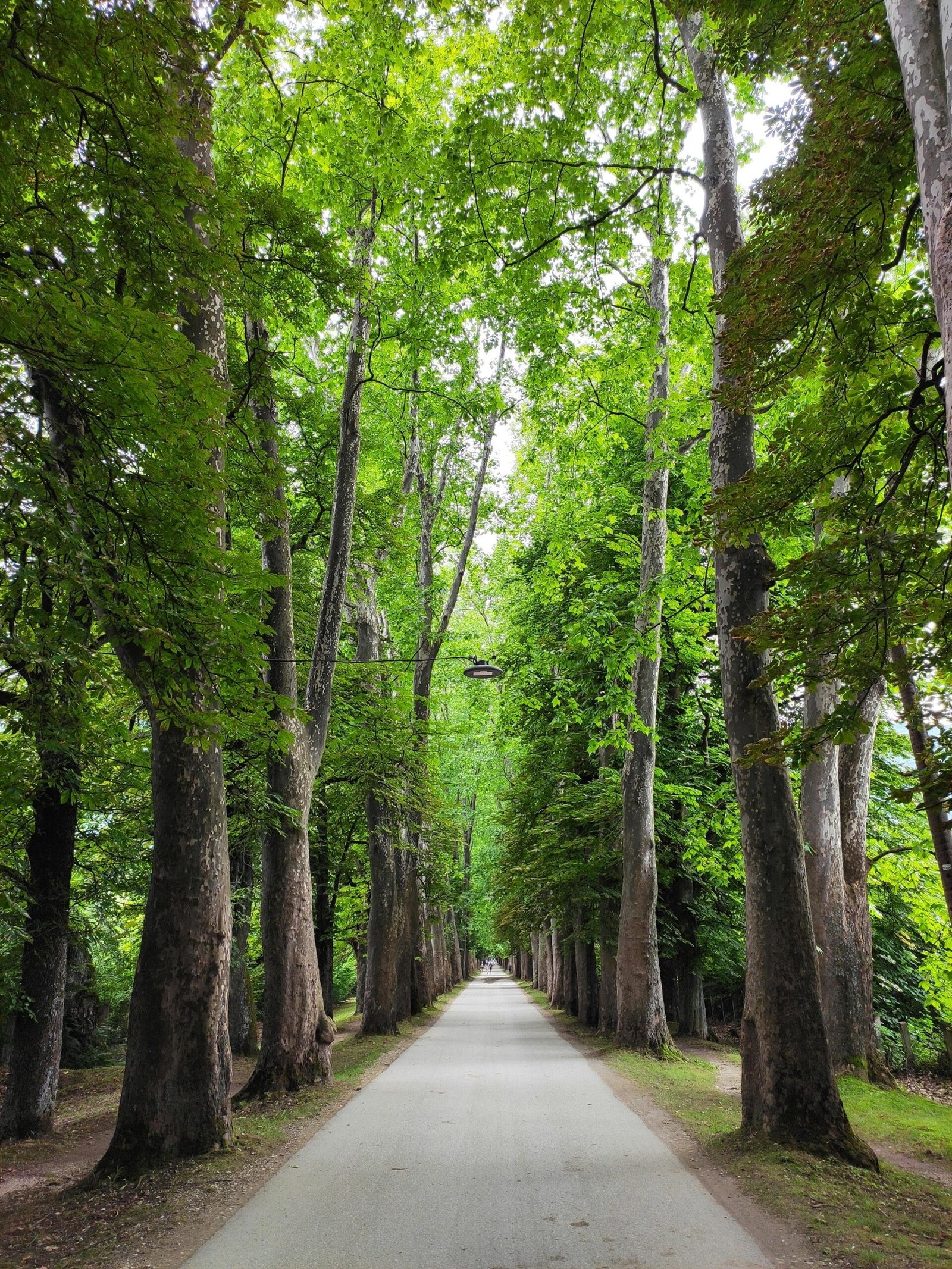 Can Nopal Cactus Help In Lowering Blood Pressure? Can Nopal Cactus Help In Lowering Blood Pressure?