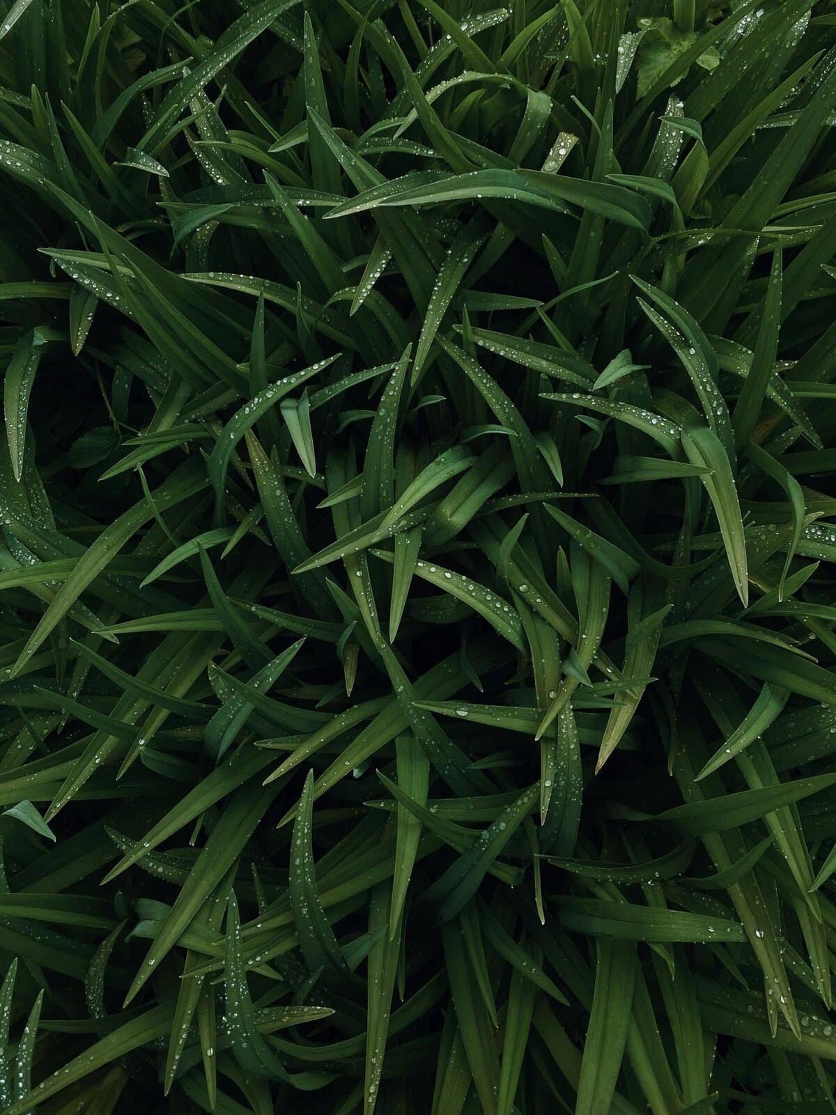 Can Nopal Cactus Help In Lowering Blood Pressure? Can Nopal Cactus Help In Lowering Blood Pressure?