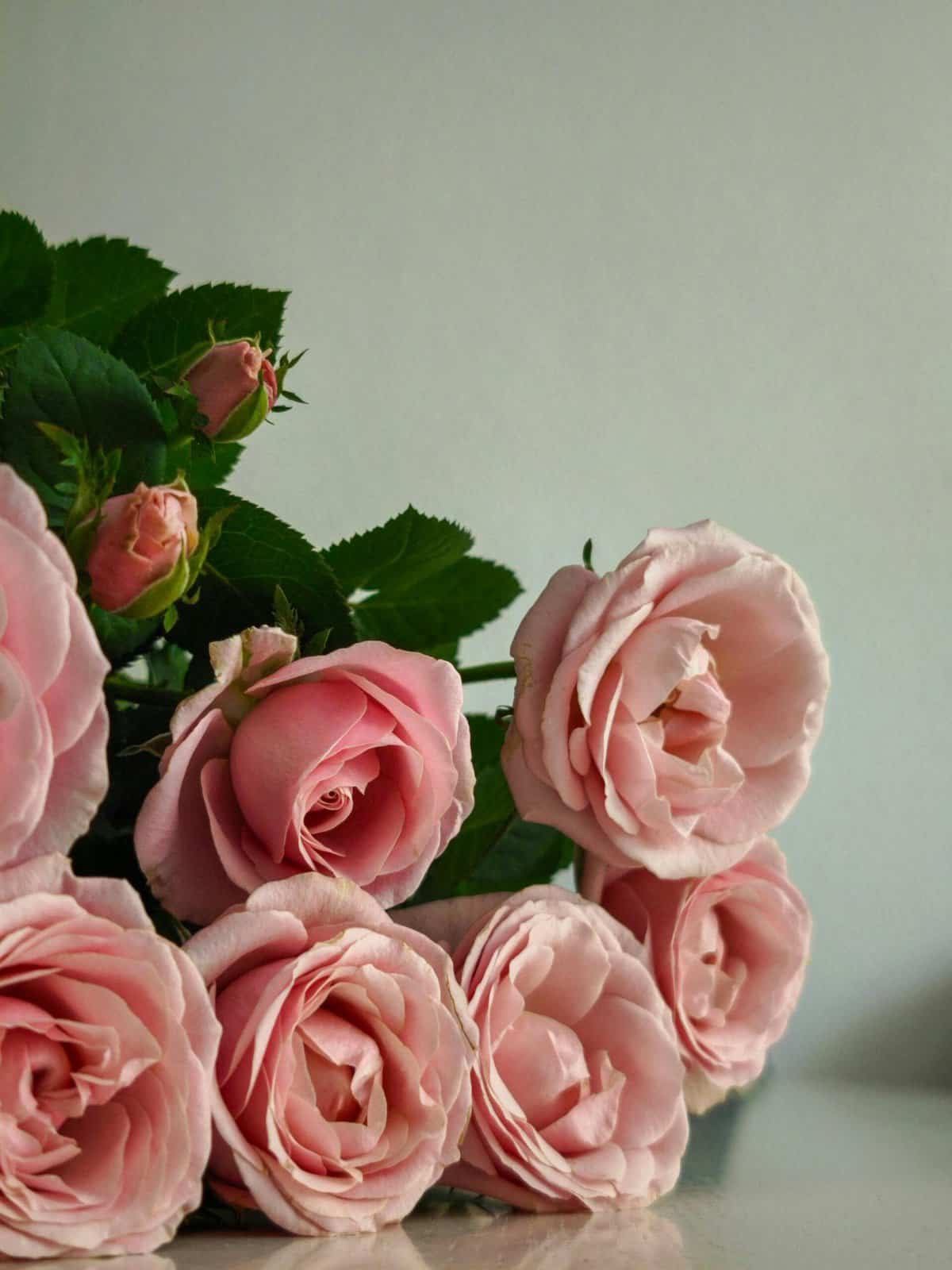 How To Grow Nopal Cactus In Humid Climates?